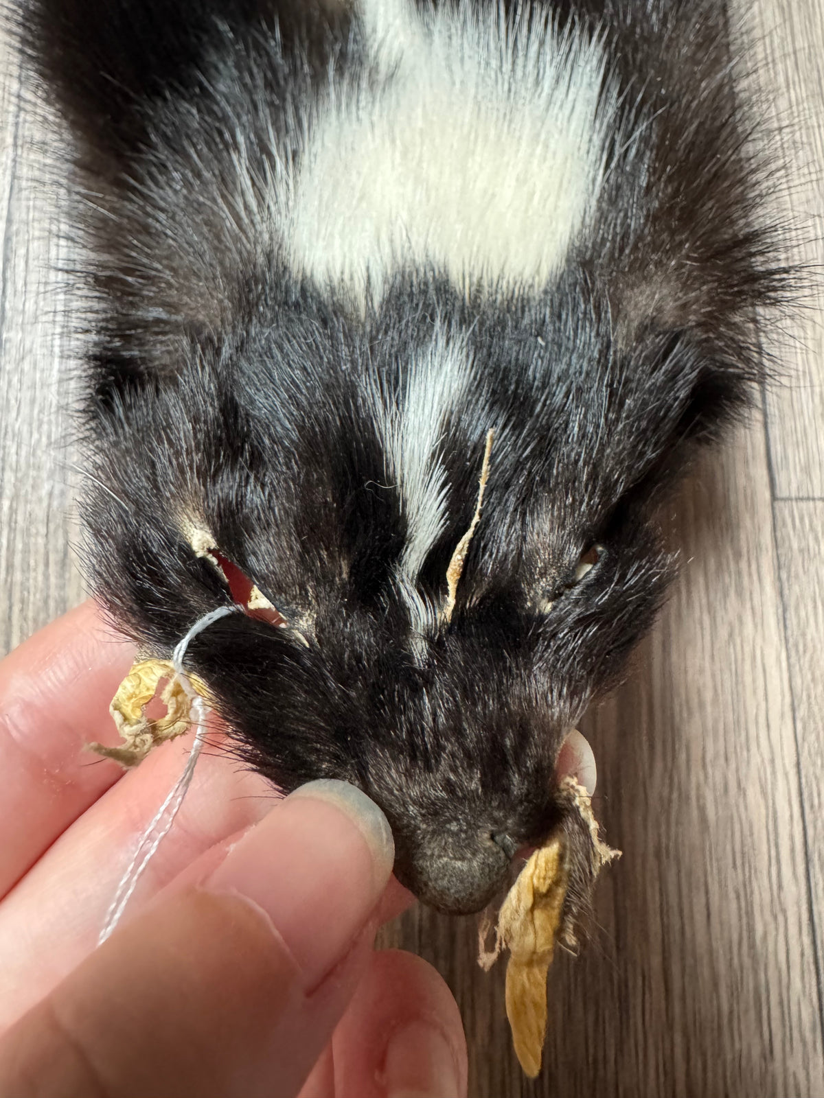Skunk pelt (2)