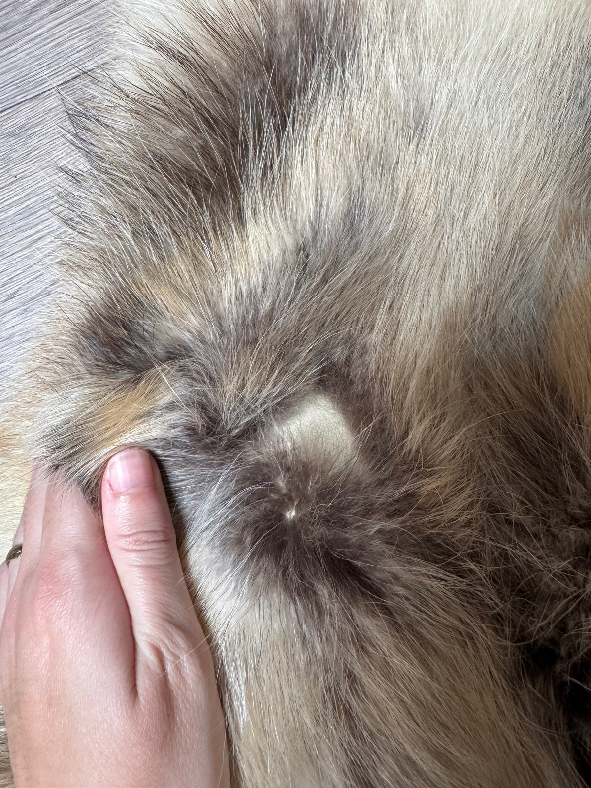 Arctic tanuki pelt (7)