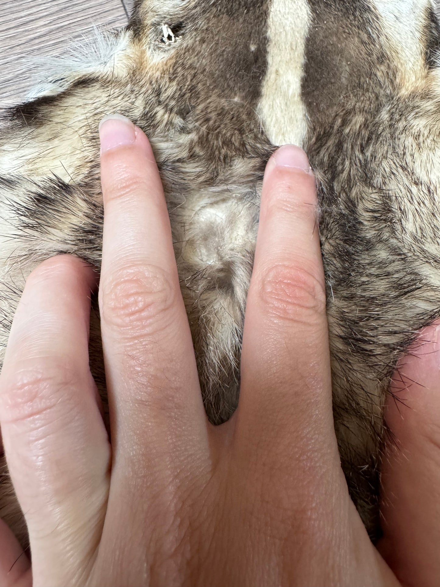 Female American badger mountable pelt