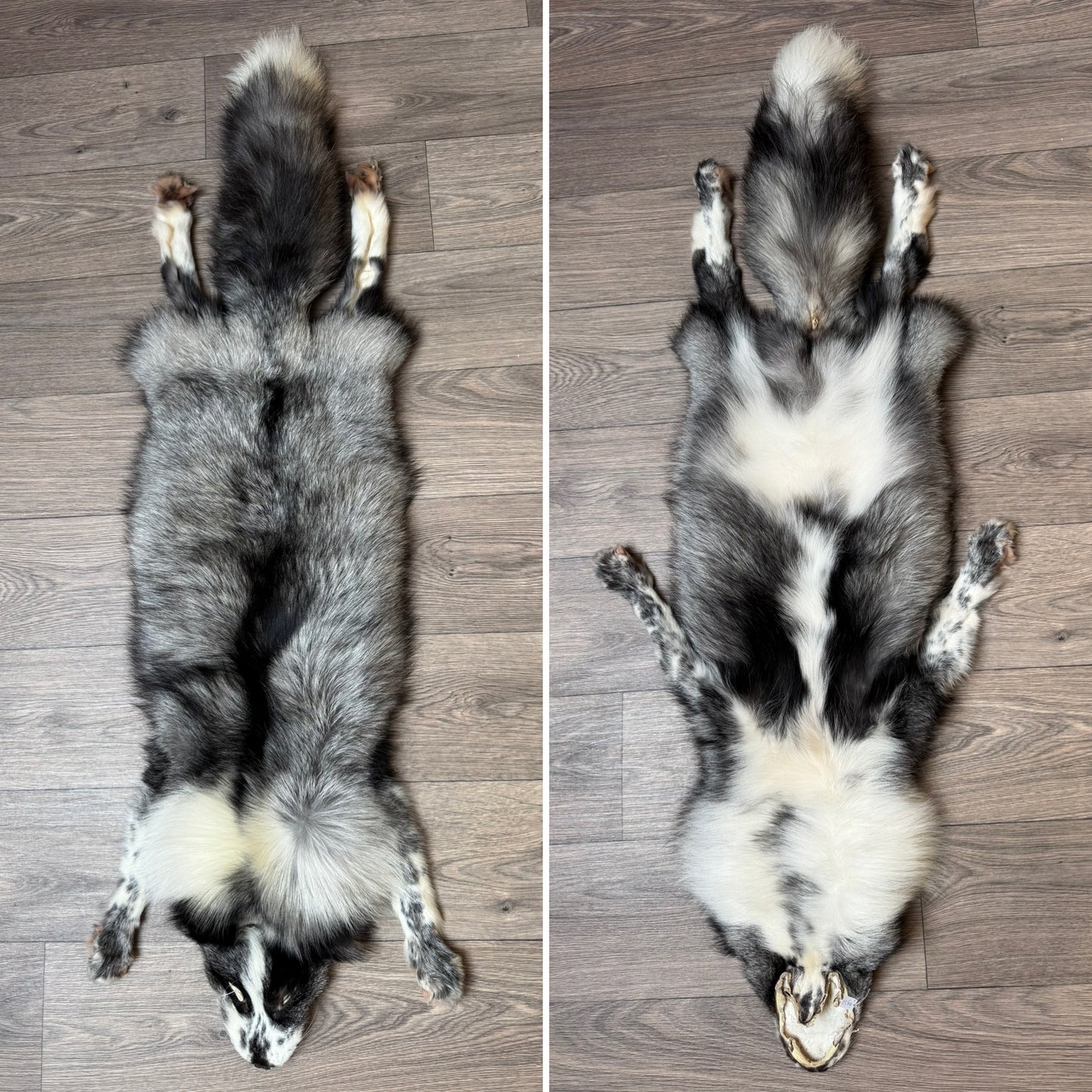 Male Silver Ringneck fox mountable pelt (tag 57)