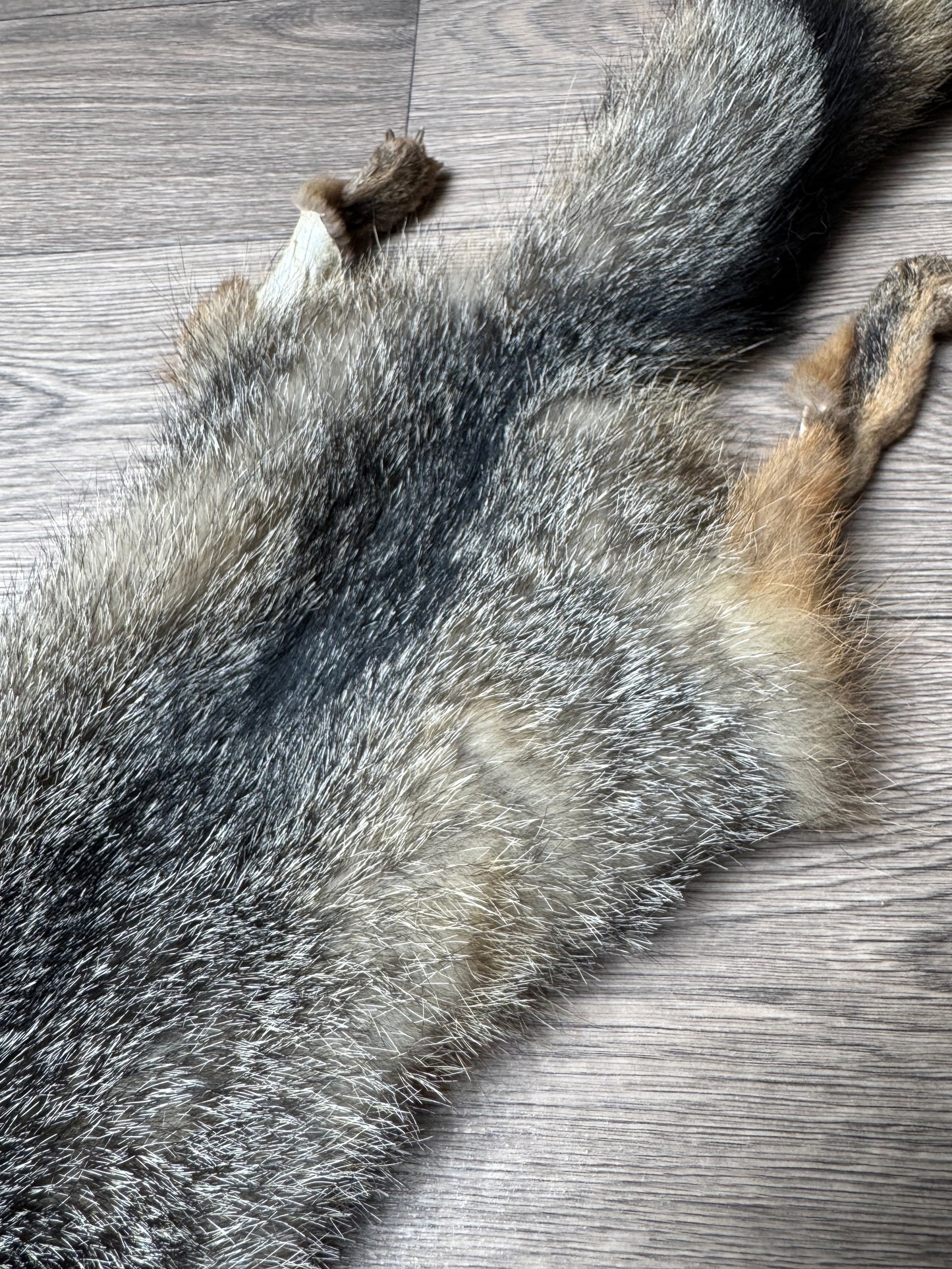 Male grey fox mountable pelt (12)