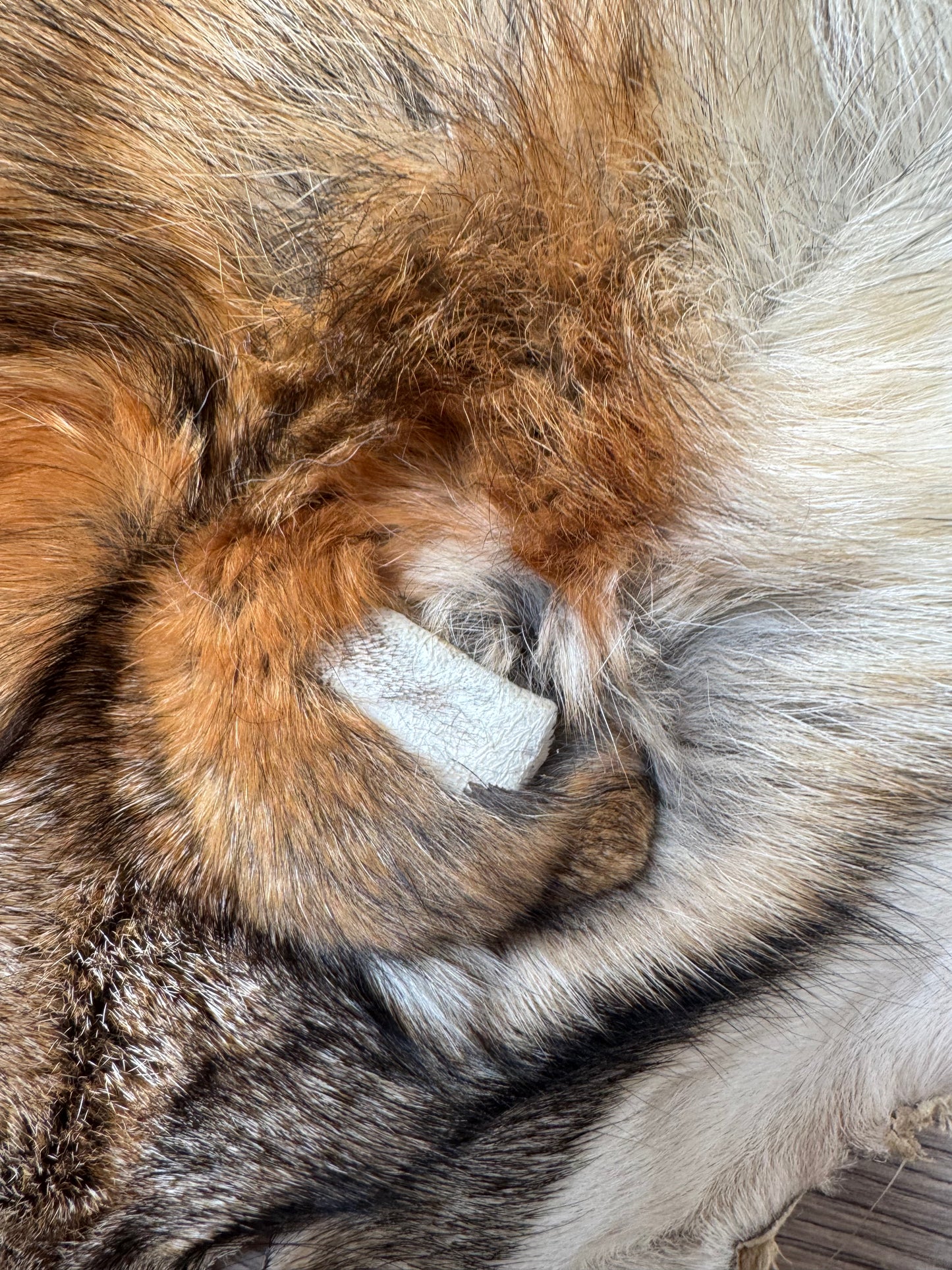 Coyote pelt (3)