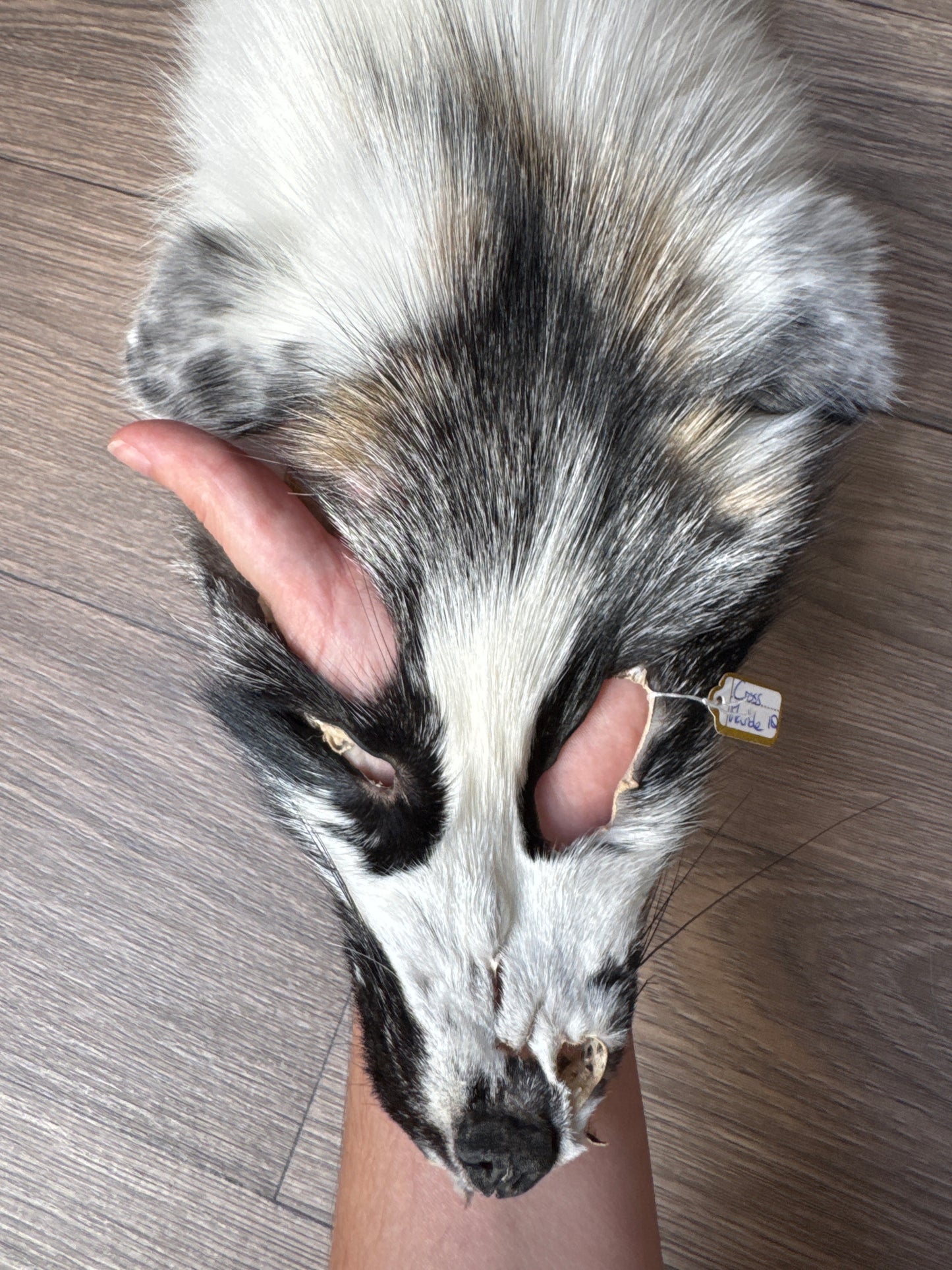Cross Marble fox pelt (18)