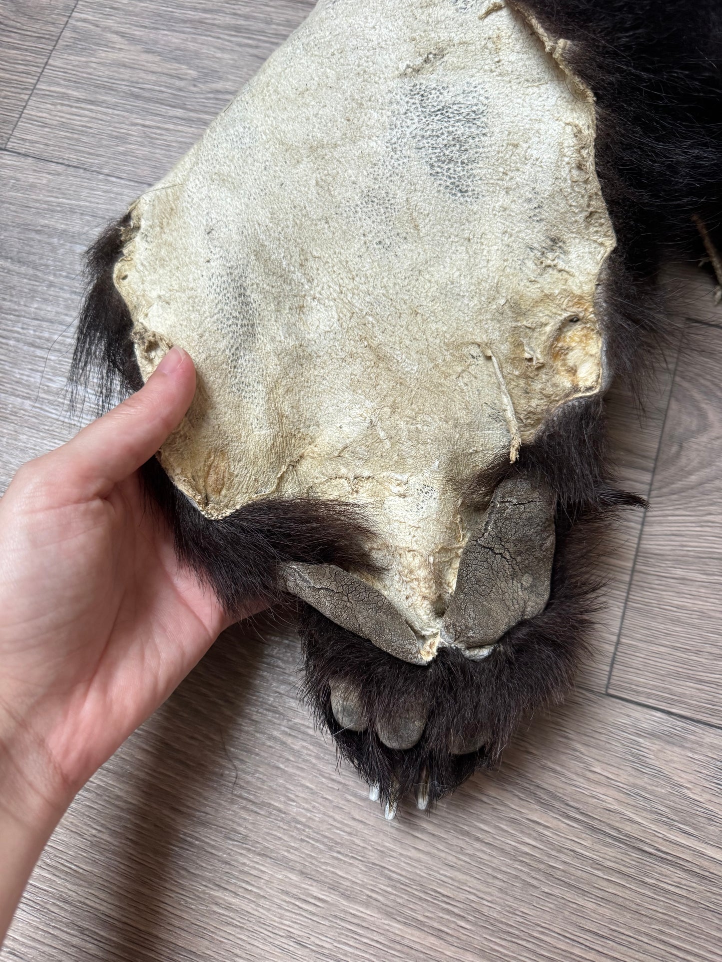 Black bear hide (3)