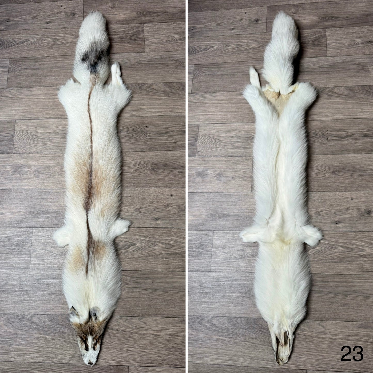 Sun Glow fox pelt (23)
