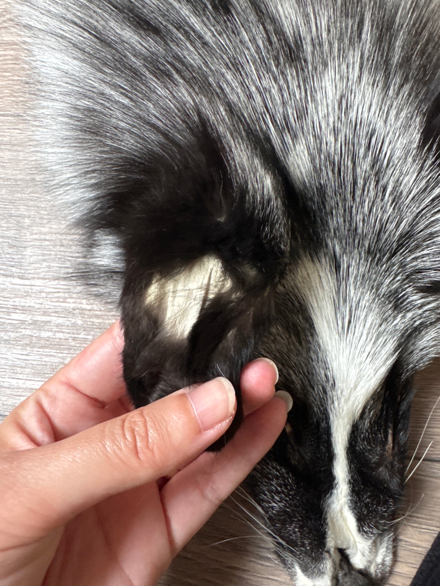 Silver Ringneck fox pelt (26)