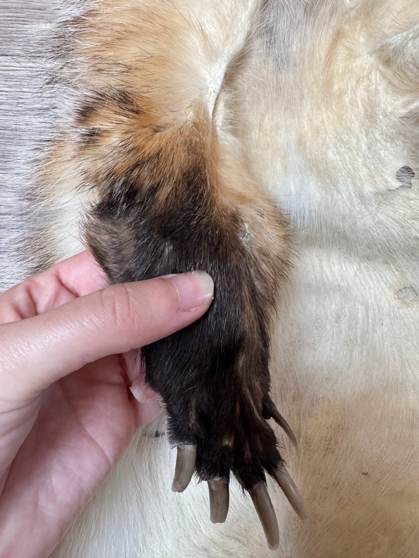 Female American badger mountable pelt