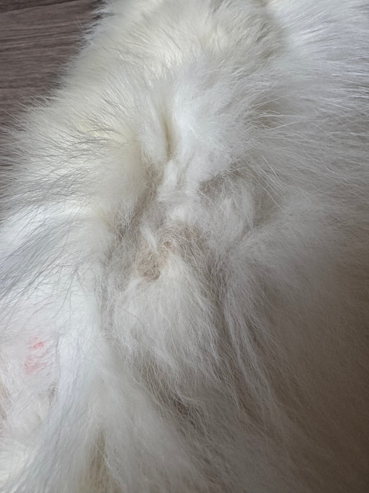 Marble Frost fox pelt (6) (extremely large pelt)