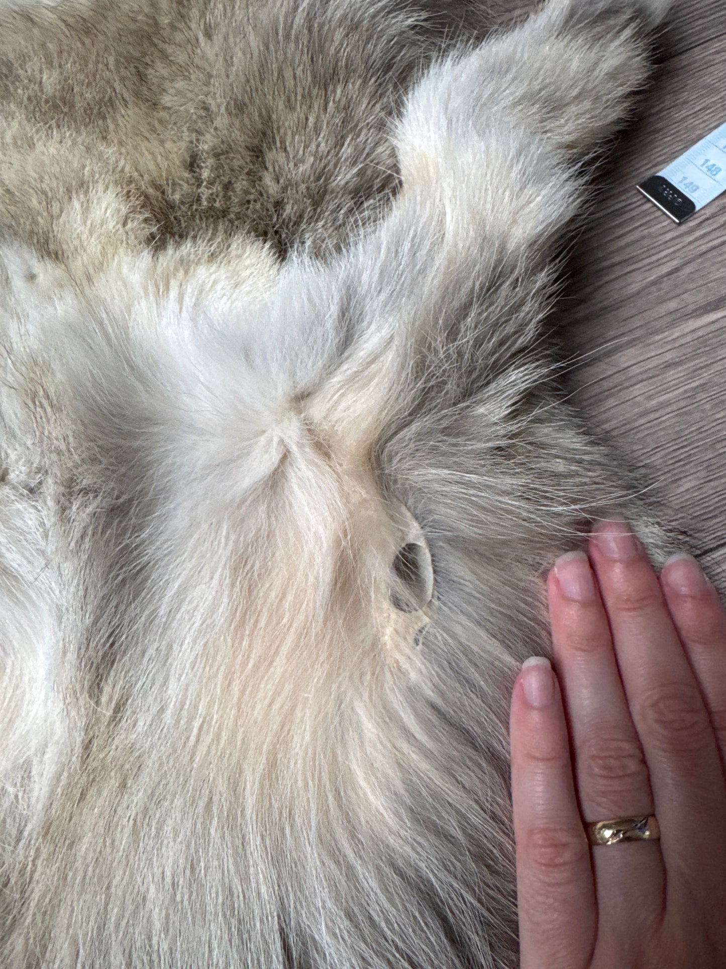 Male coyote mountable pelt (5)