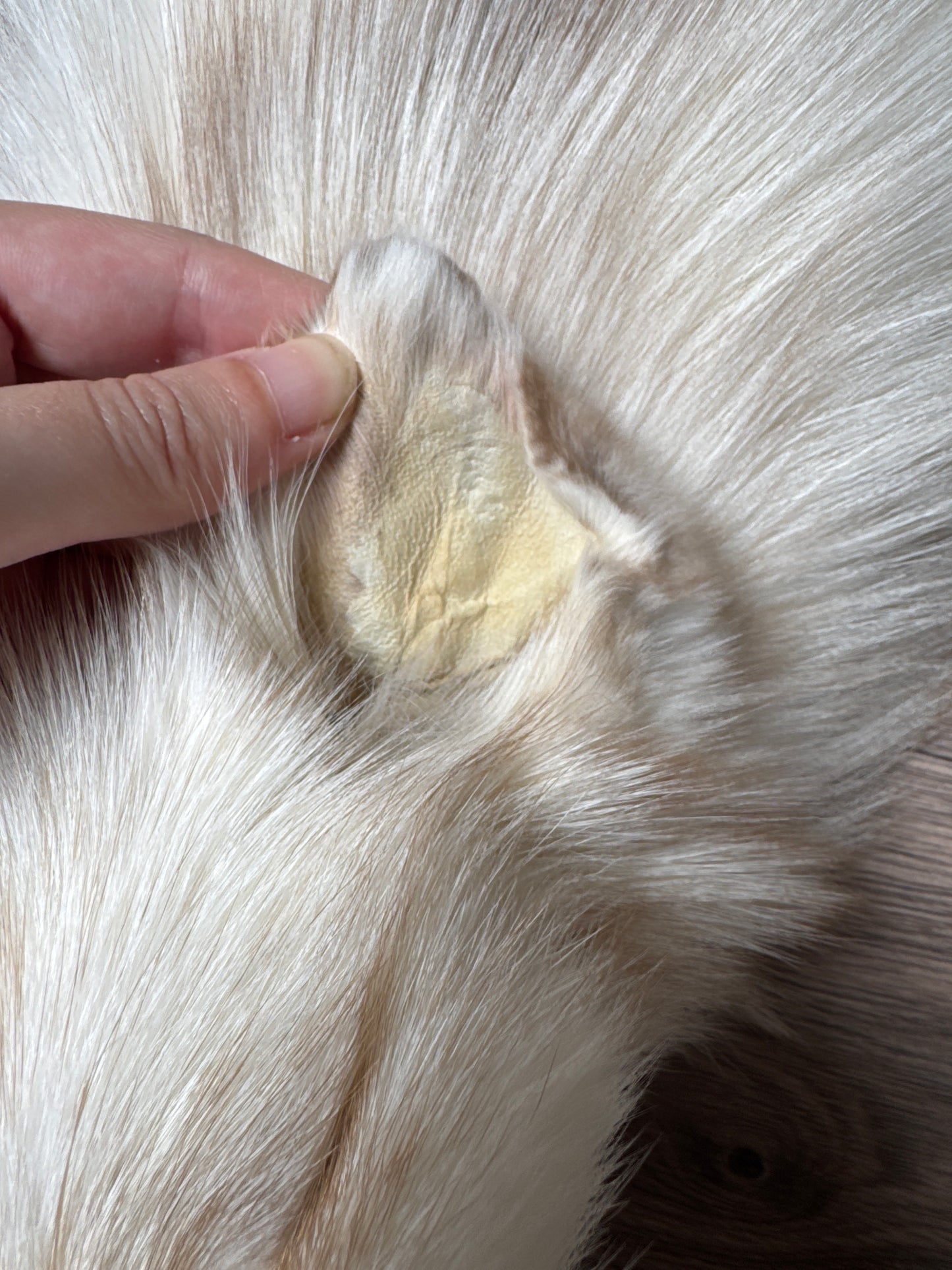Smokey Snow Glow Whitemark fox pelt (4)