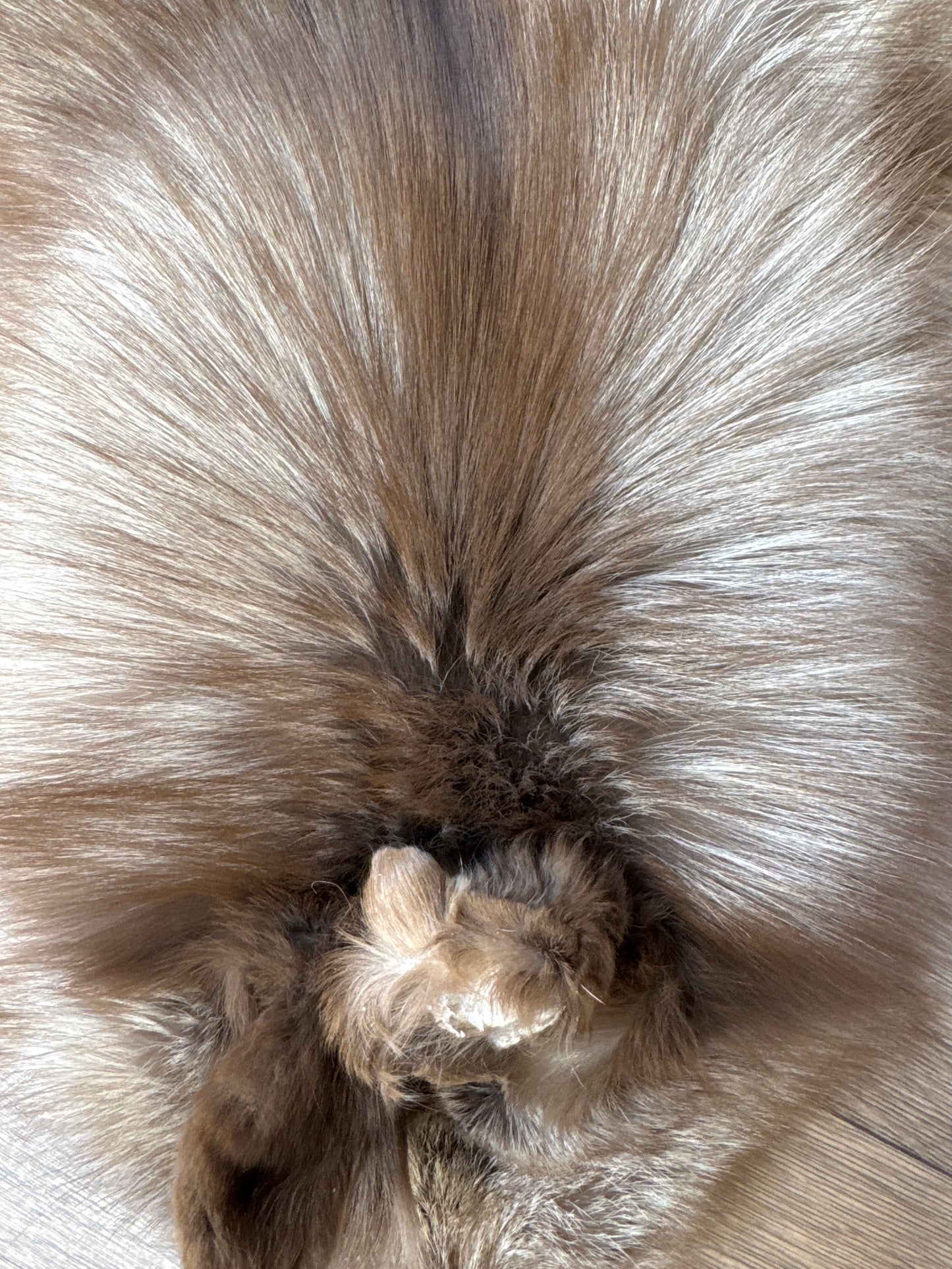 Polish Pastel fox pelt (11)