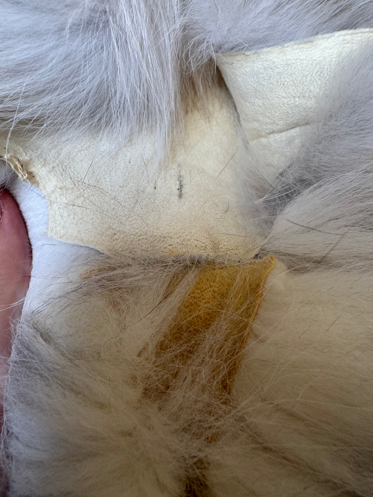Blue fox pelt (1)