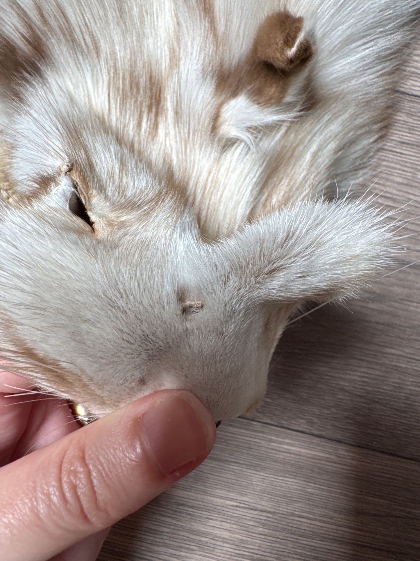 Smokey Snow Glow Whitemark fox pelt (1)