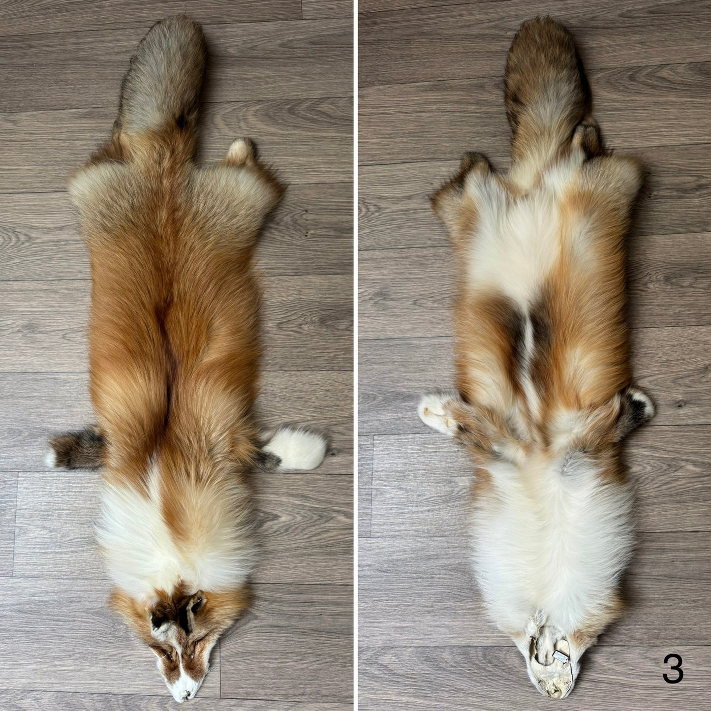 Gold Ringneck fox pelt (3)
