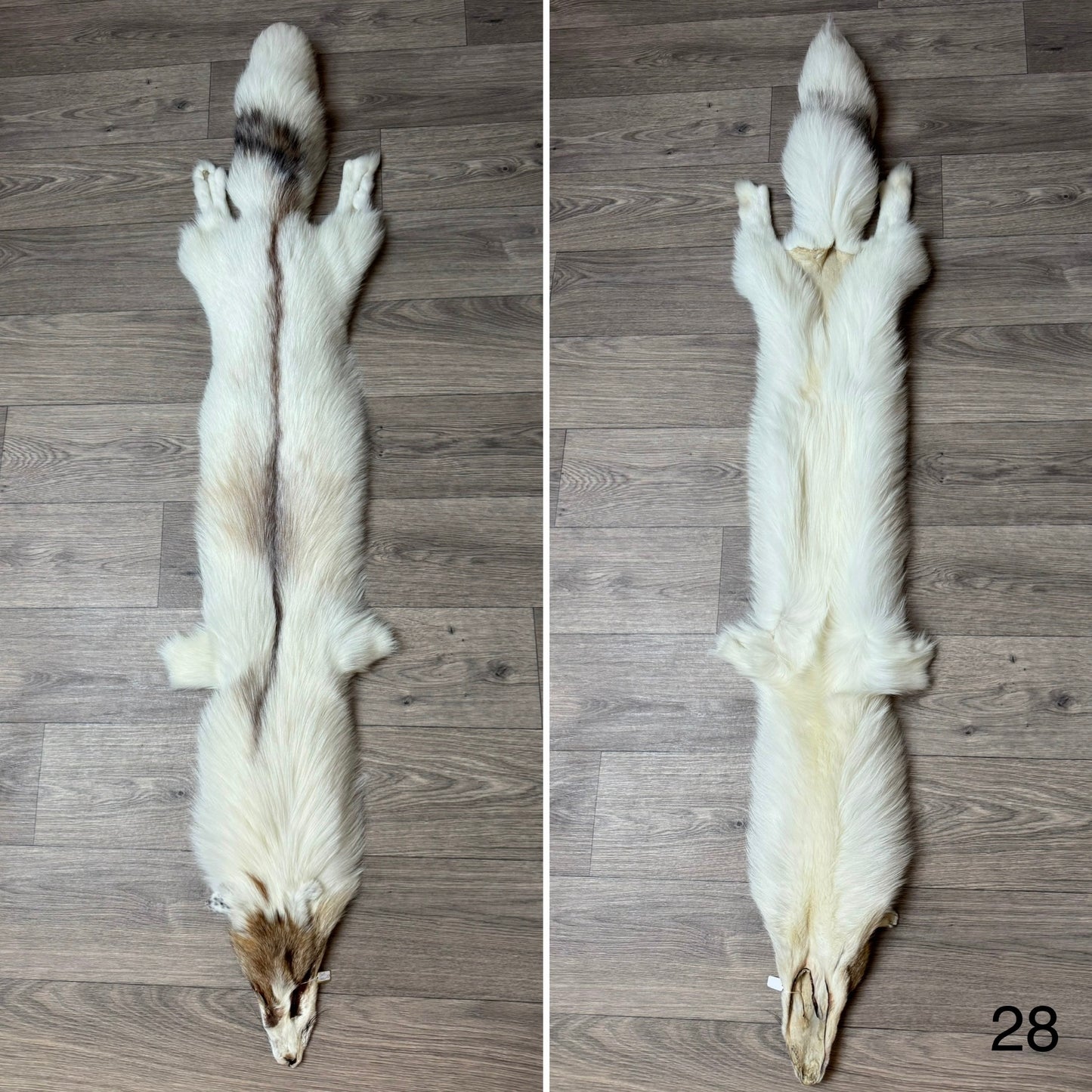 Sun Glow fox pelt (28)