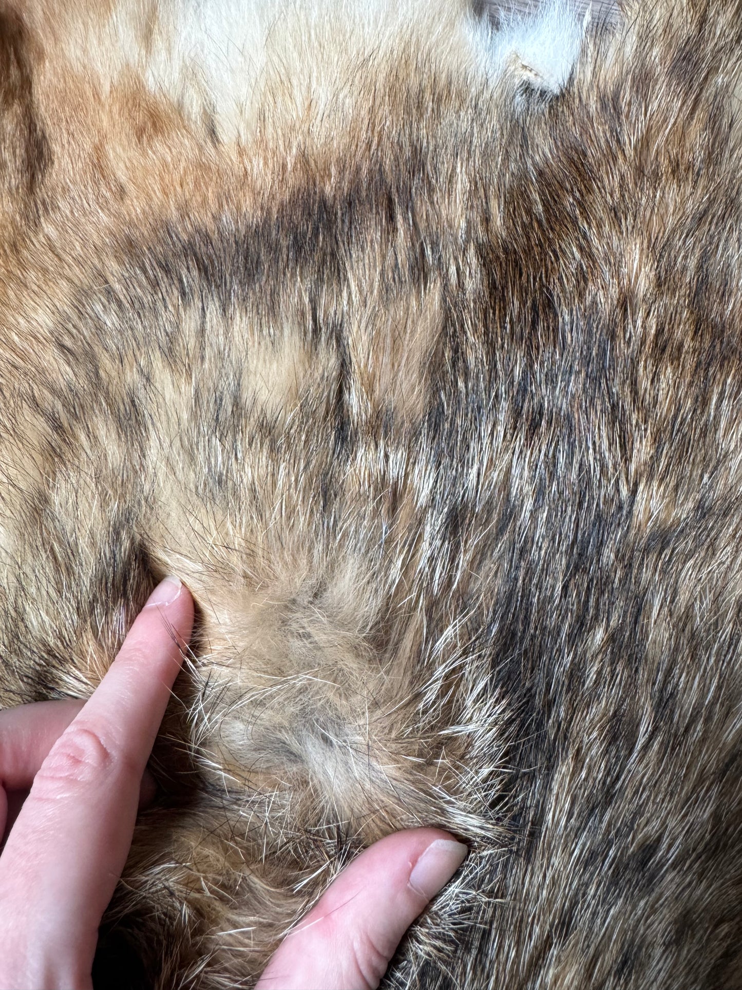 Coyote pelt (13)