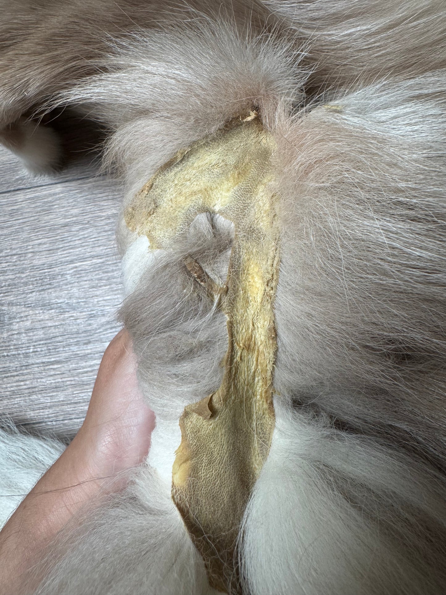 Amber fox pelt (2)