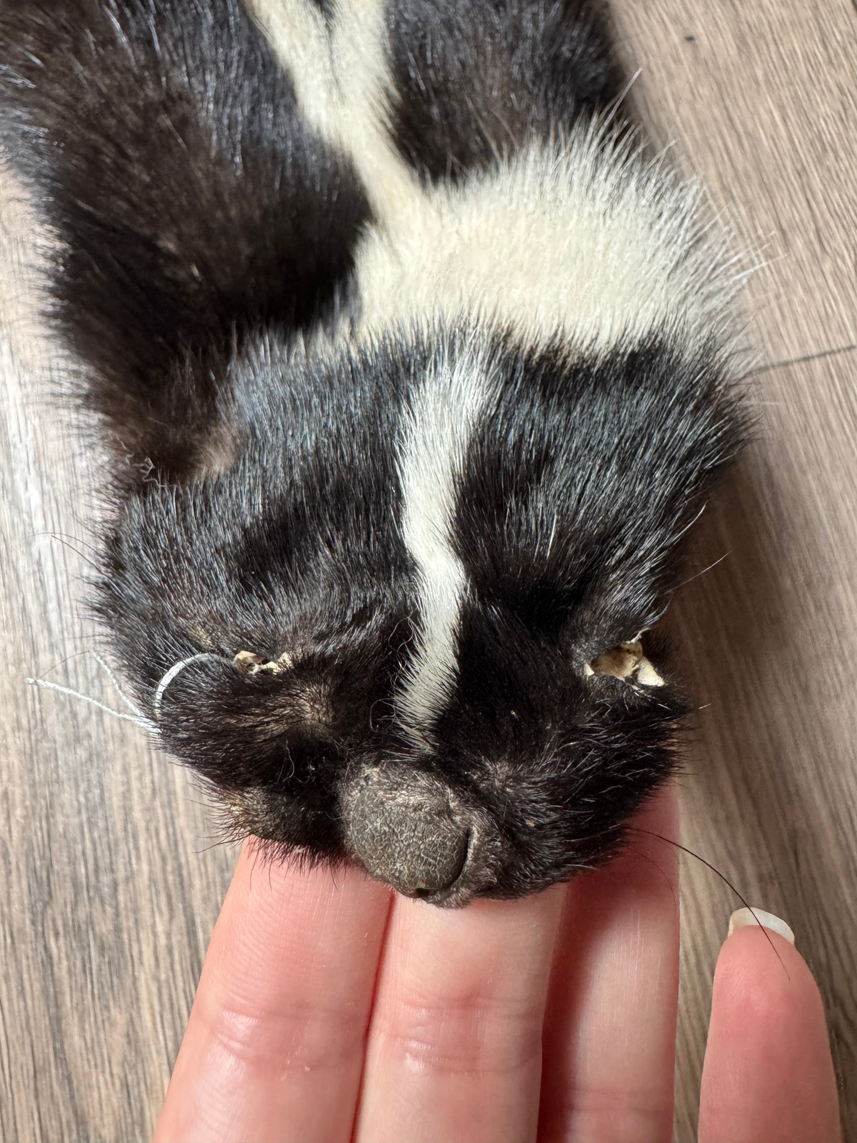 Skunk pelt (10)
