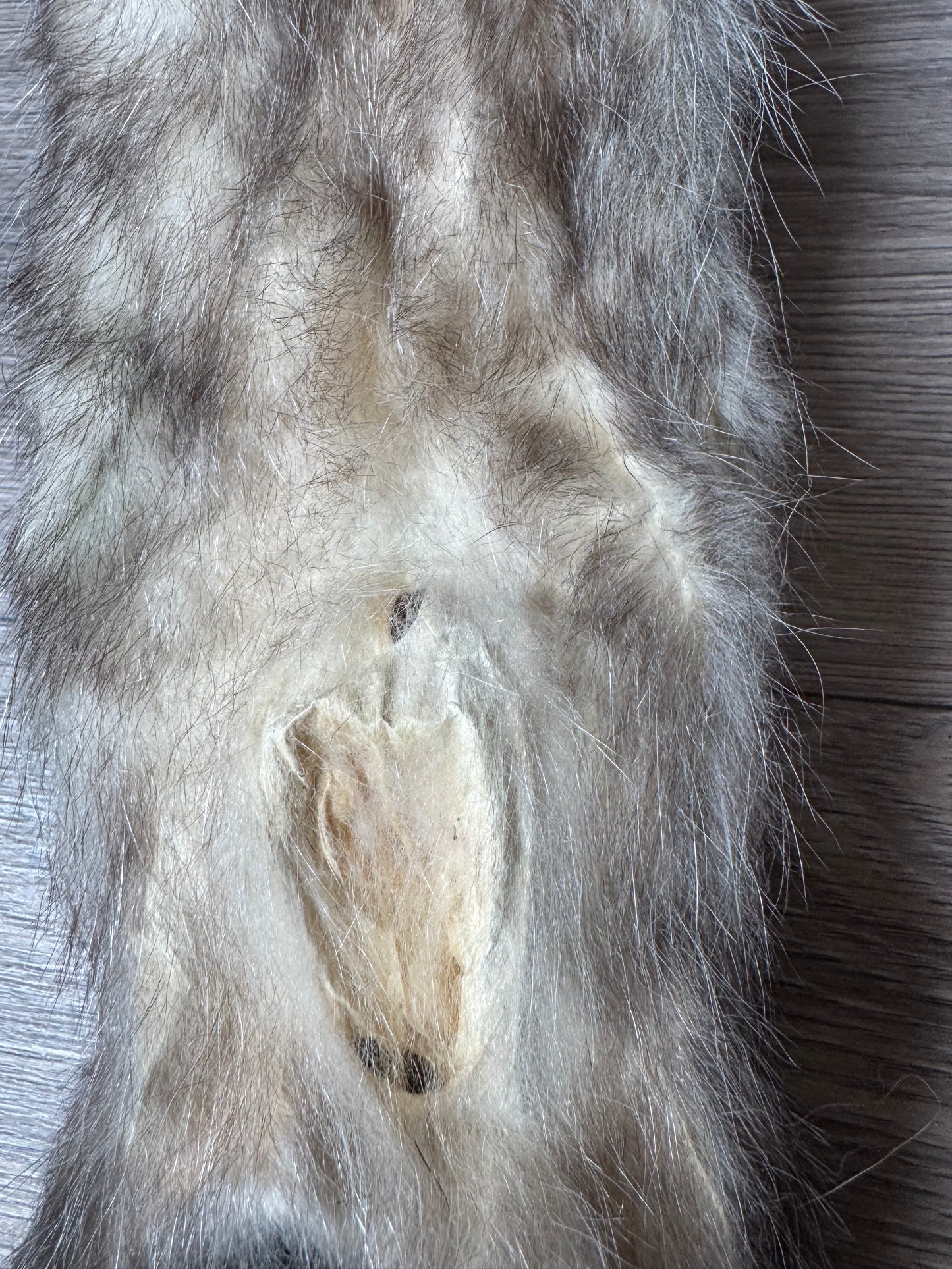 Female opossum mountable pelt (10)