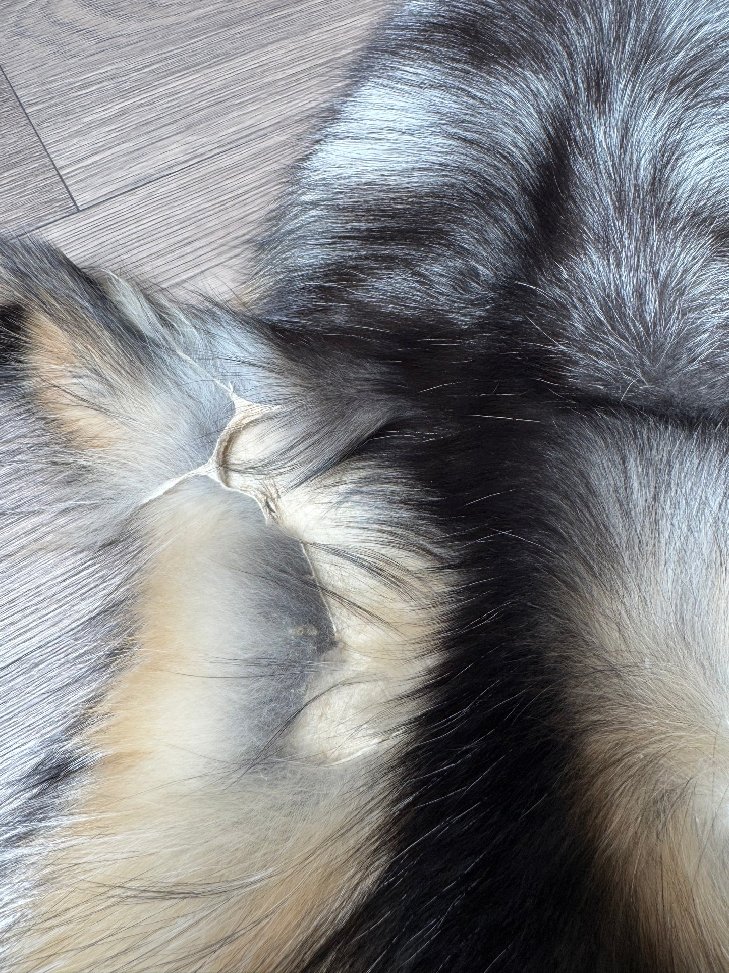 Smokey fox pelt (17)