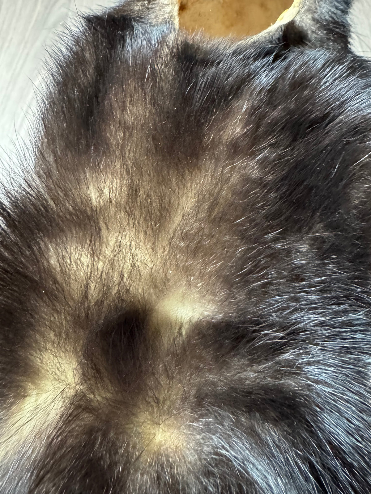 Skunk pelt (10)
