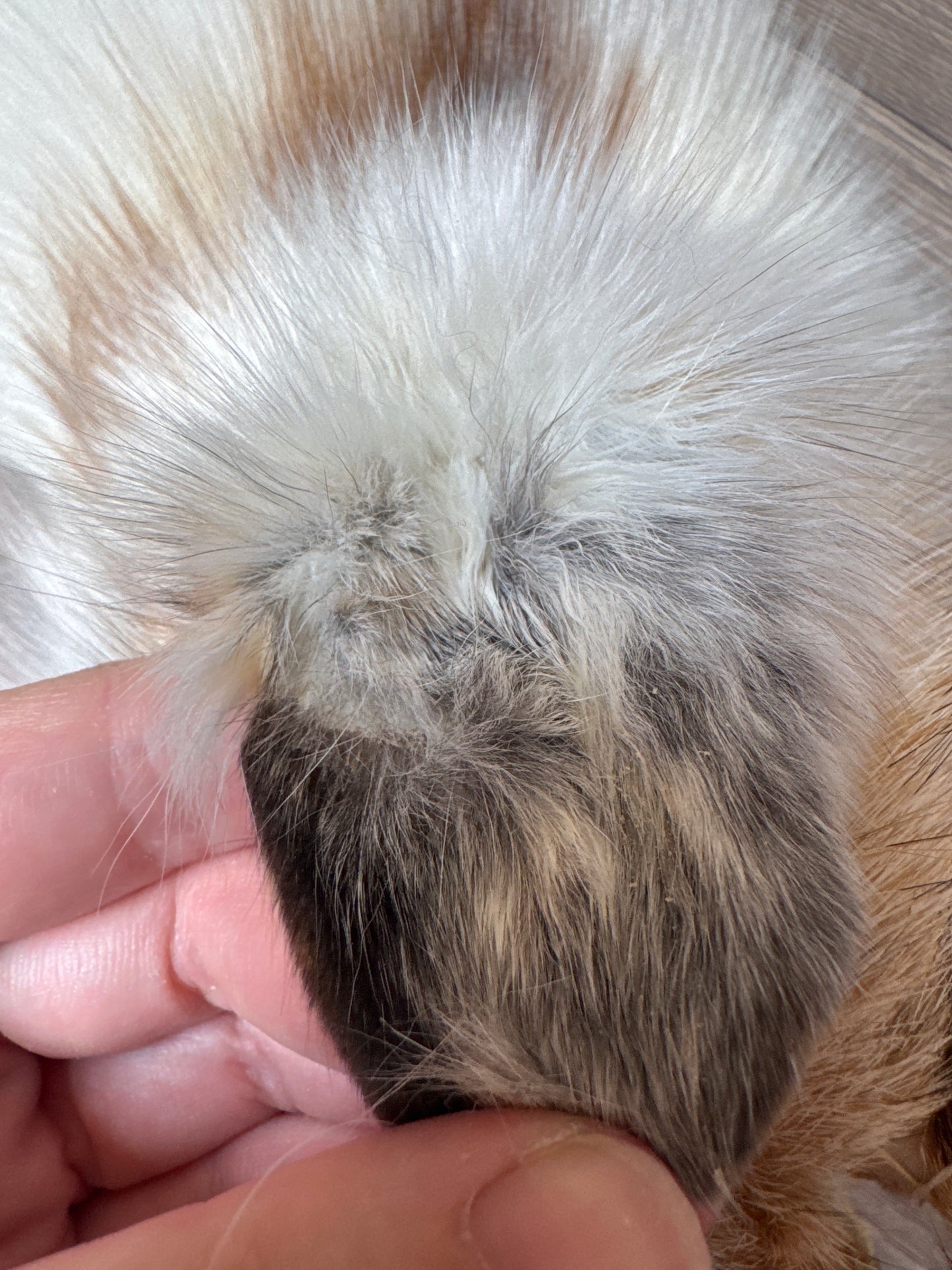 Sun Glow fox pelt (21)
