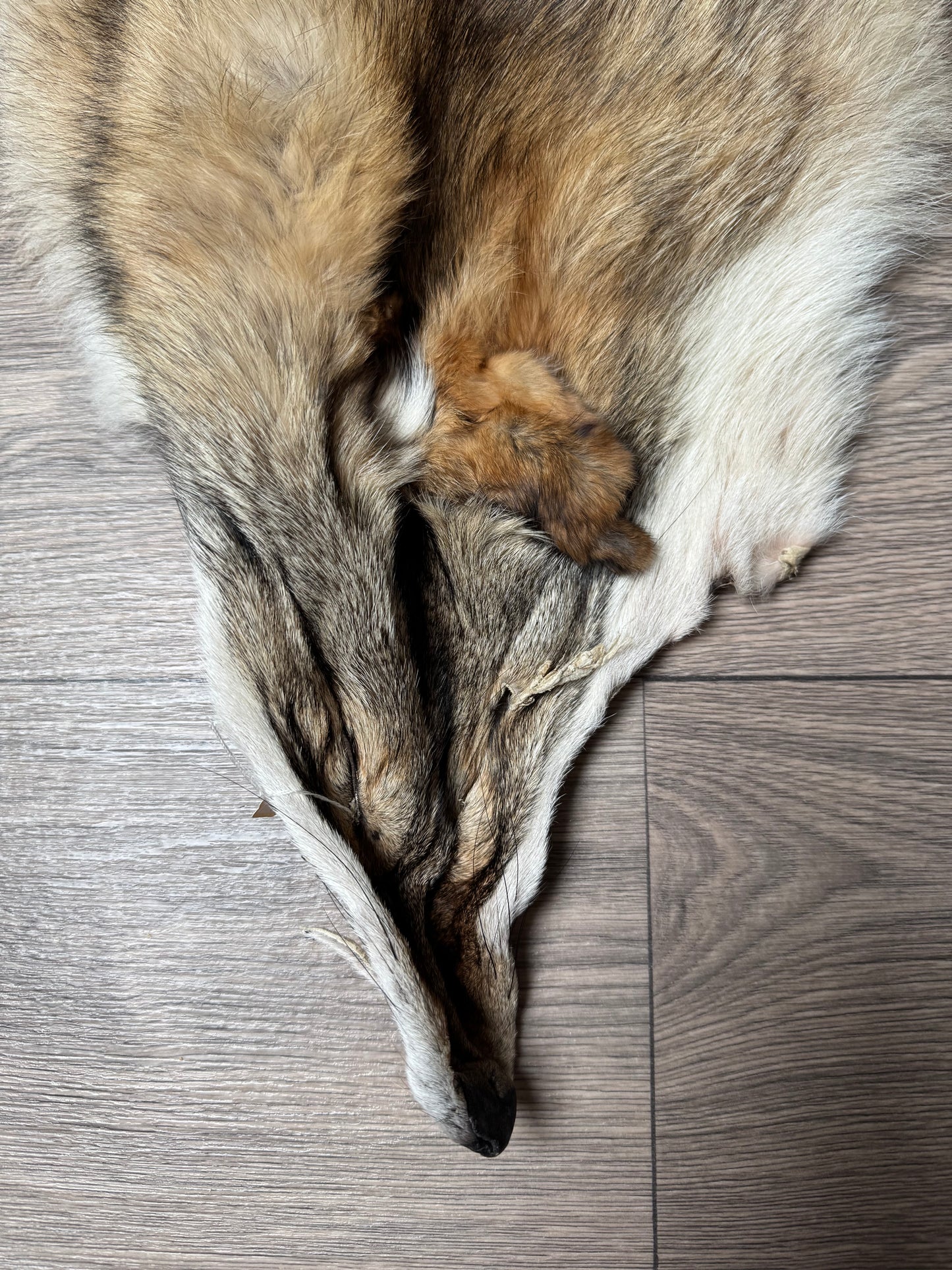 Coyote pelt (7)