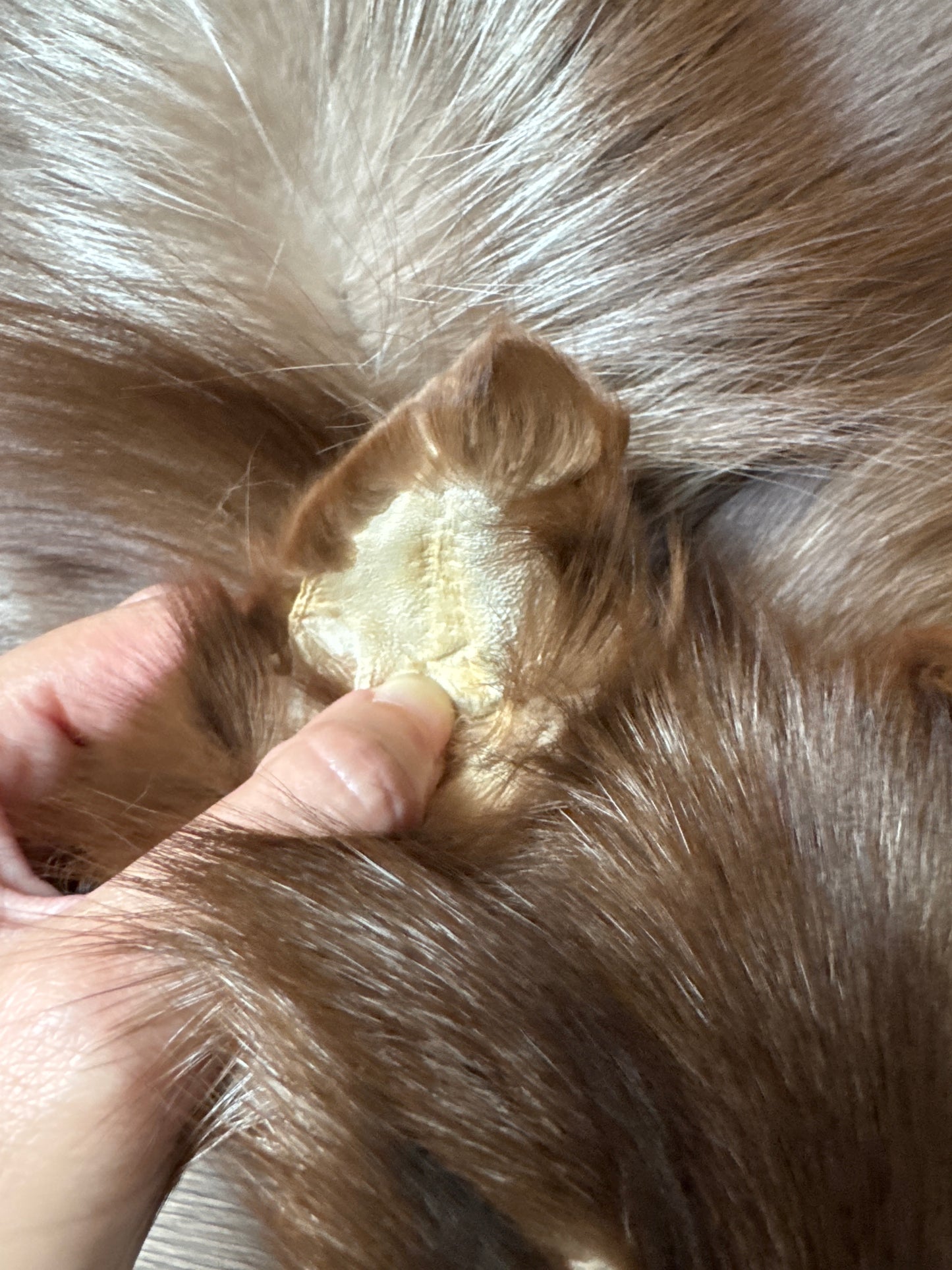 Burgundy fox pelt (14)