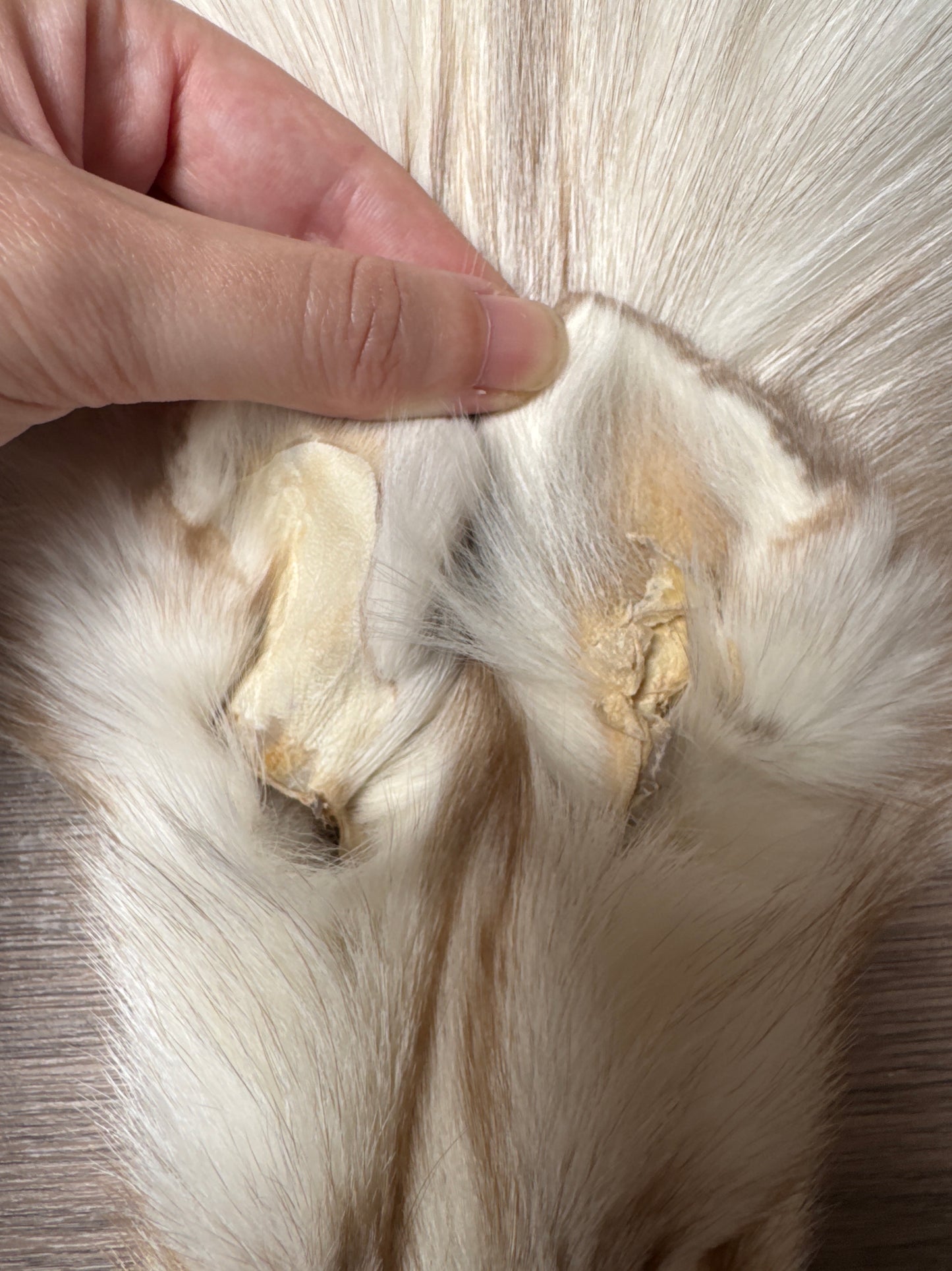 Smokey Snow Glow Whitemark fox pelt (3)