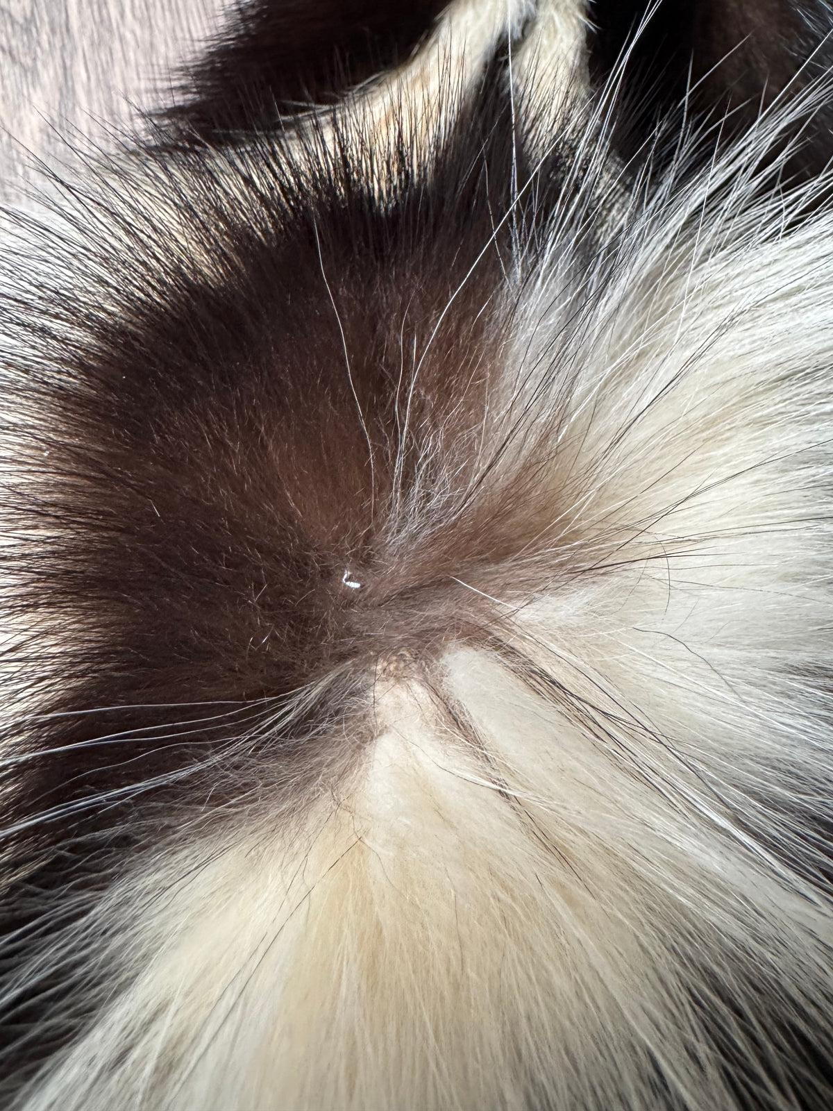 Skunk pelt (16)