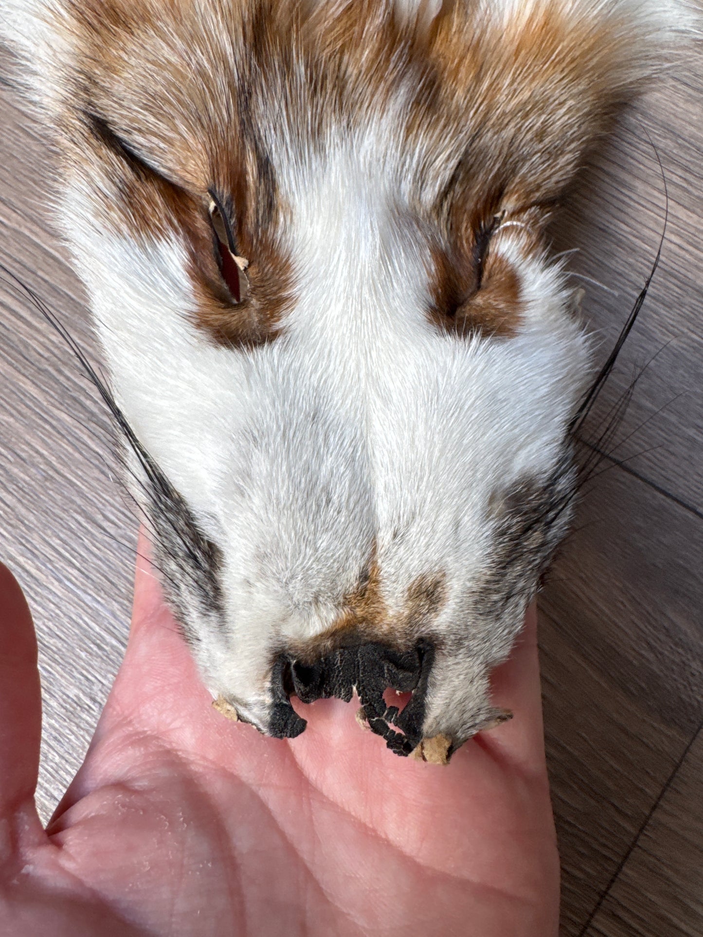 Sun Glow fox pelt (4)