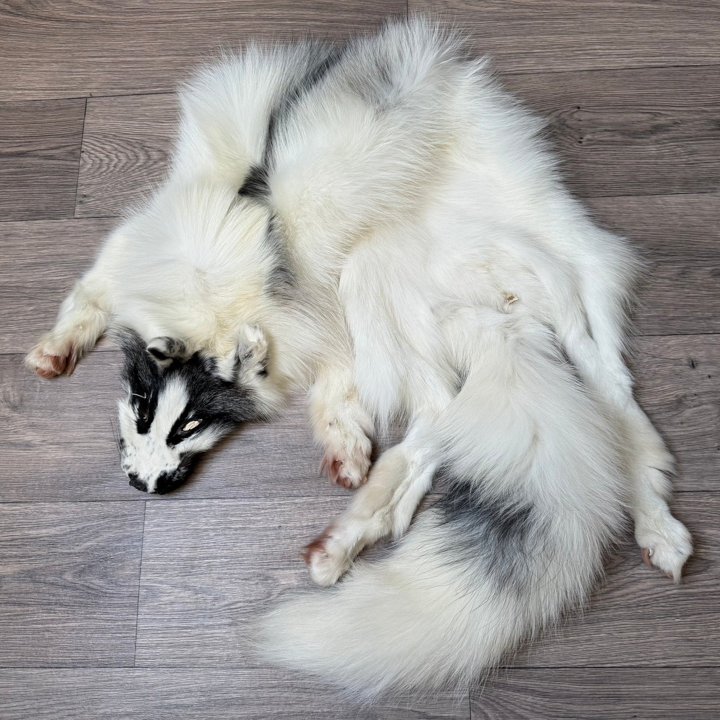 Male Arctic Marble fox mountable pelt (tag 67)