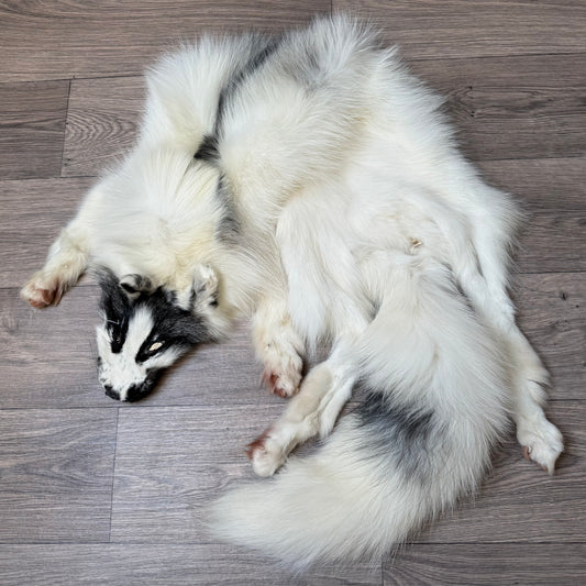 Male Arctic Marble fox mountable pelt (tag 67)