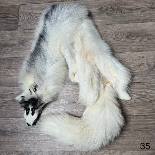 Arctic Marble fox pelt (35)