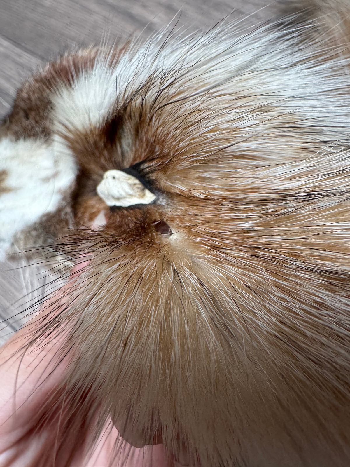 Female Gold Ringneck fox mountable pelt (tag 24)