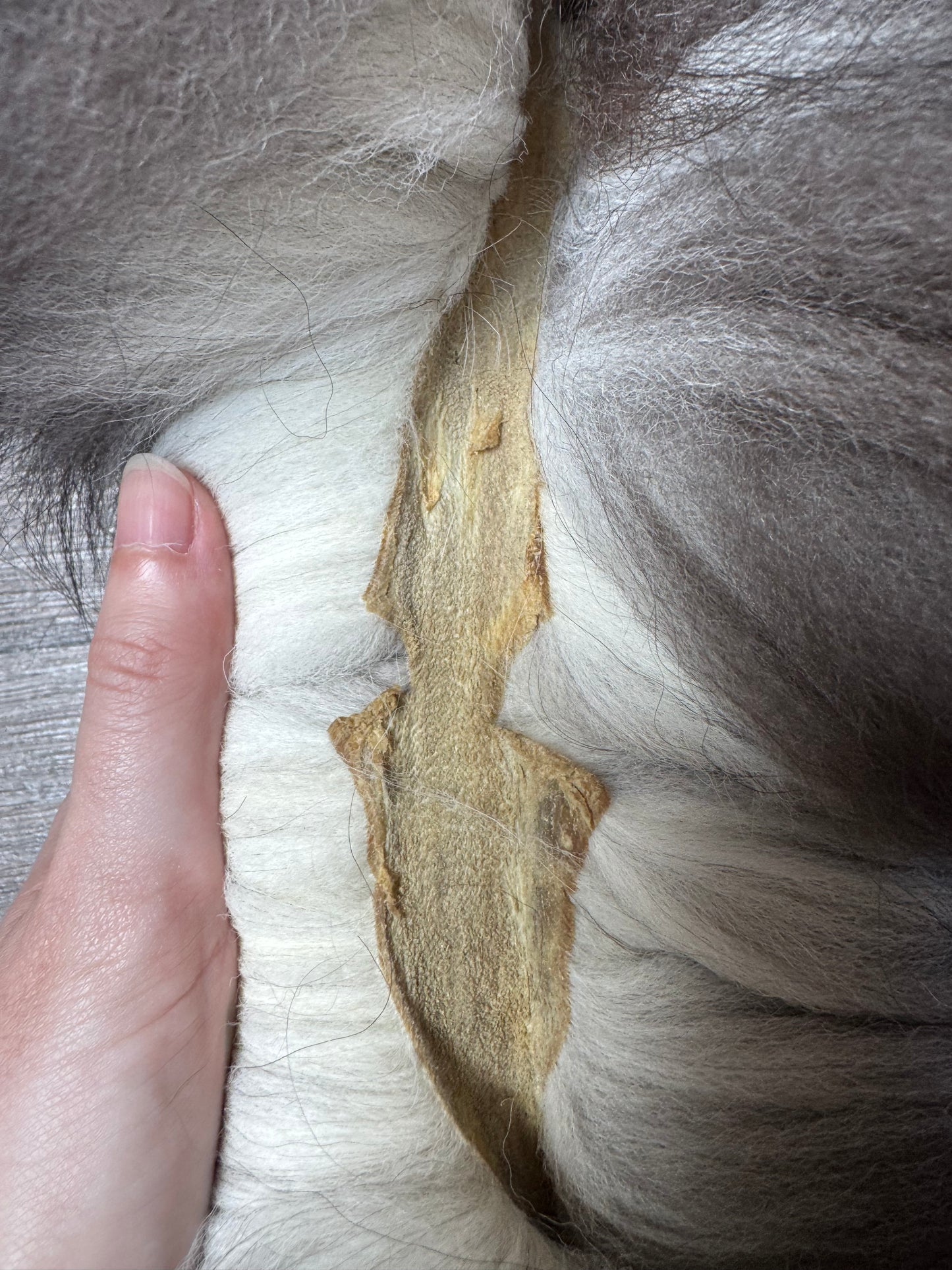 Silver fox pelt (9)