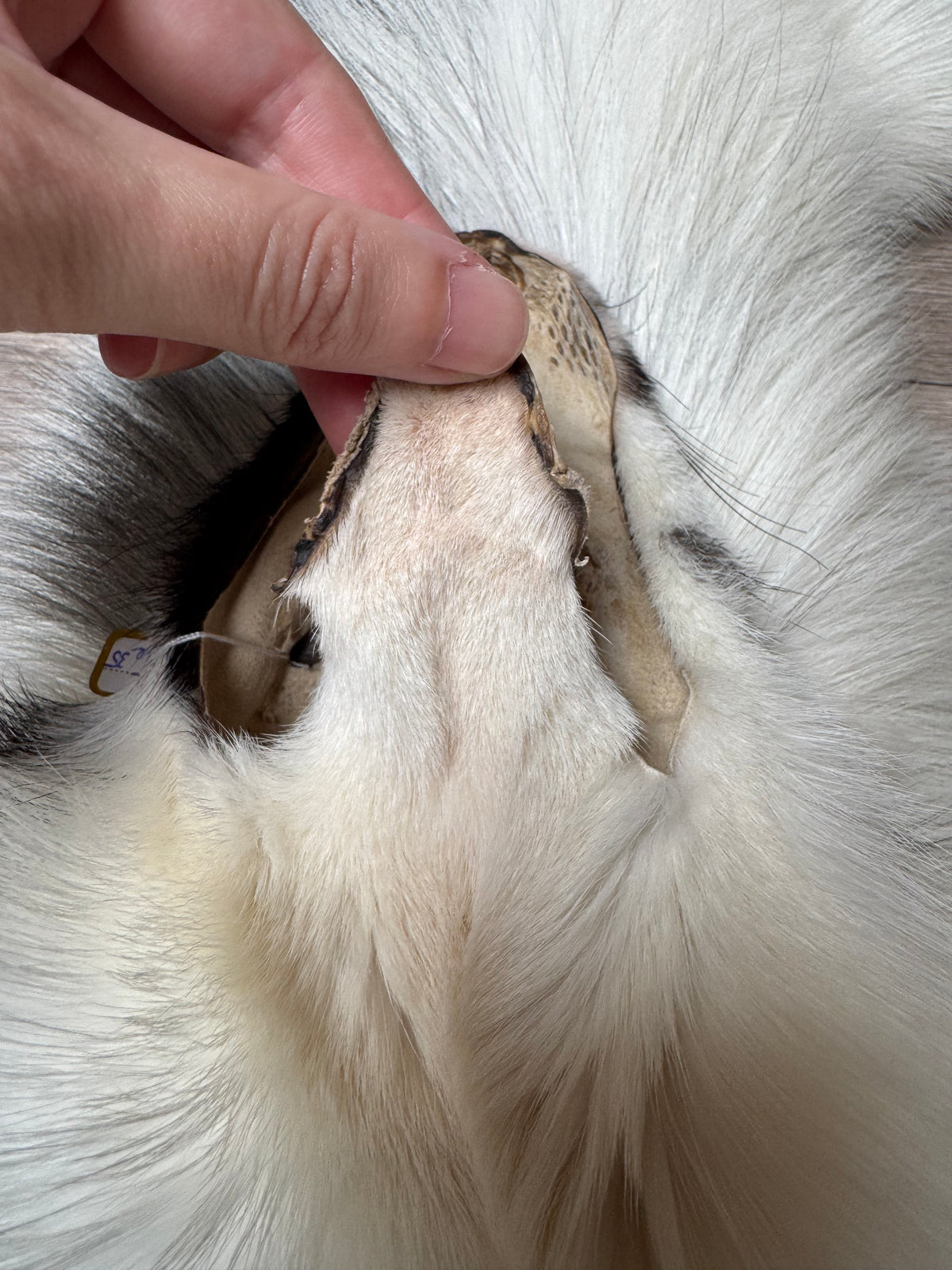 Arctic Marble fox pelt (35)