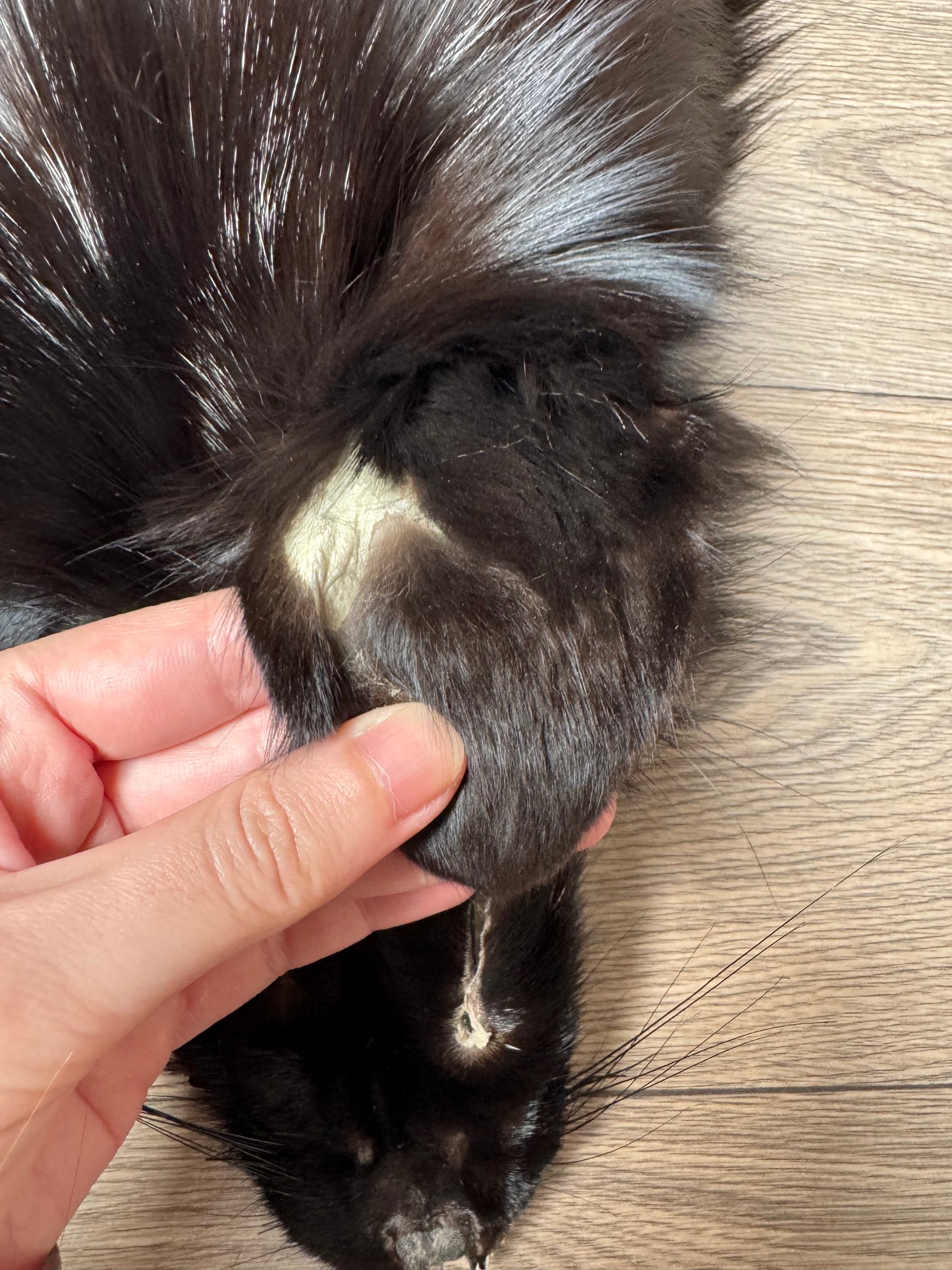 Silver fox pelt (18)