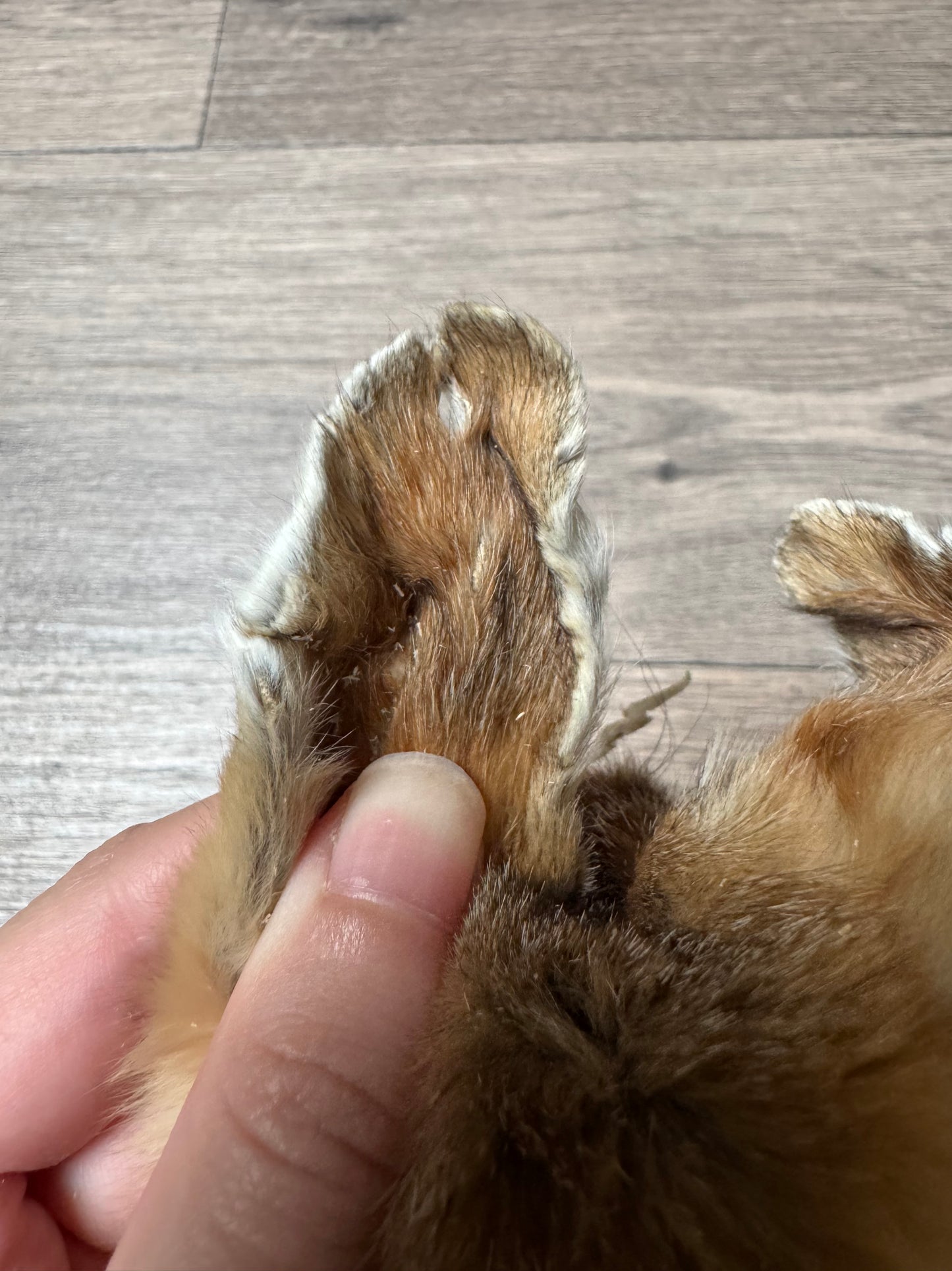 Swift fox pelt (3)