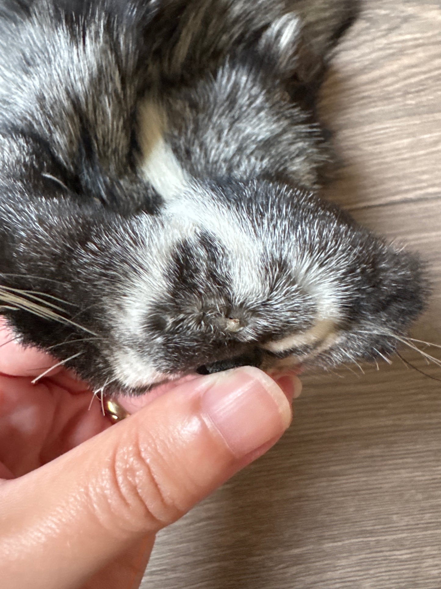 Silver Ringneck fox pelt (20)