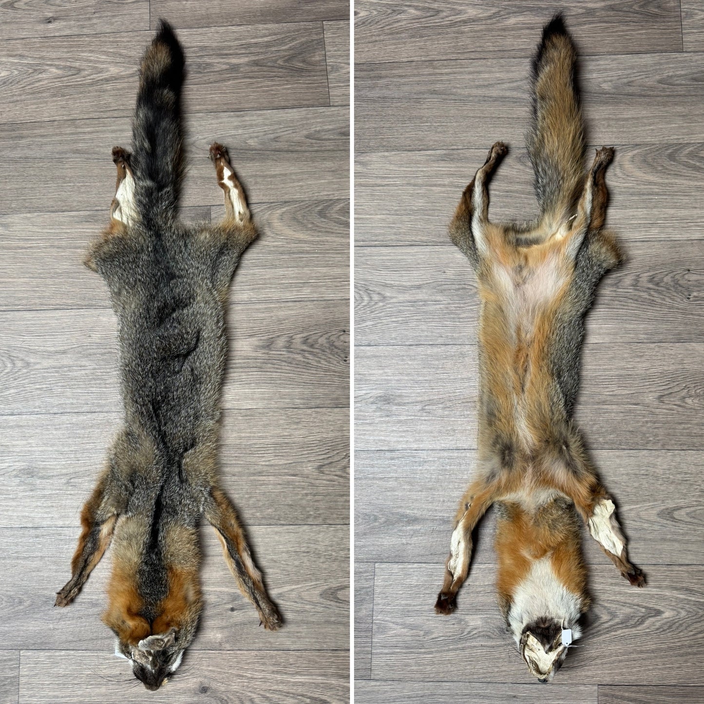 Female grey fox mountable pelt (11)