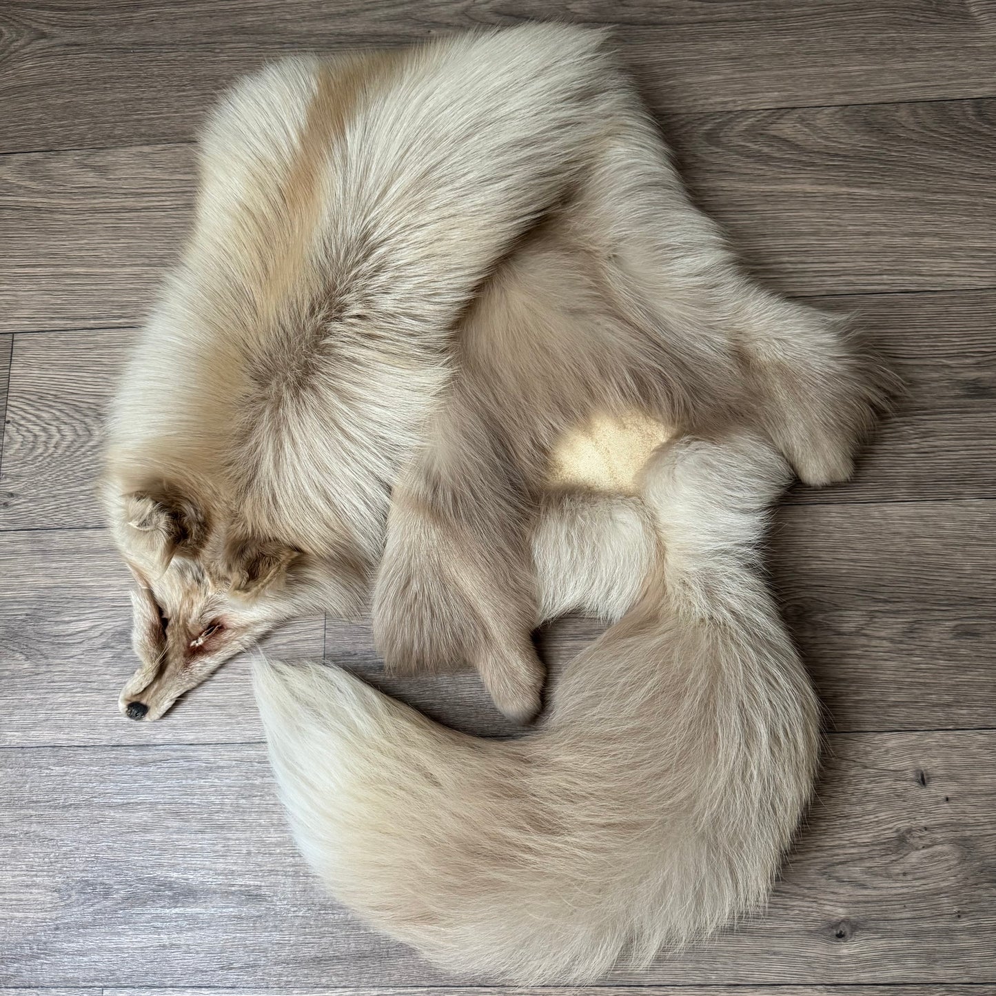 Pastel Palomino fox pelt (1)