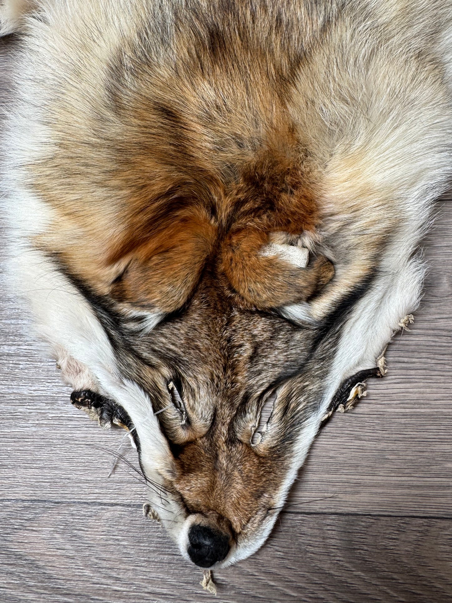 Coyote pelt (3)