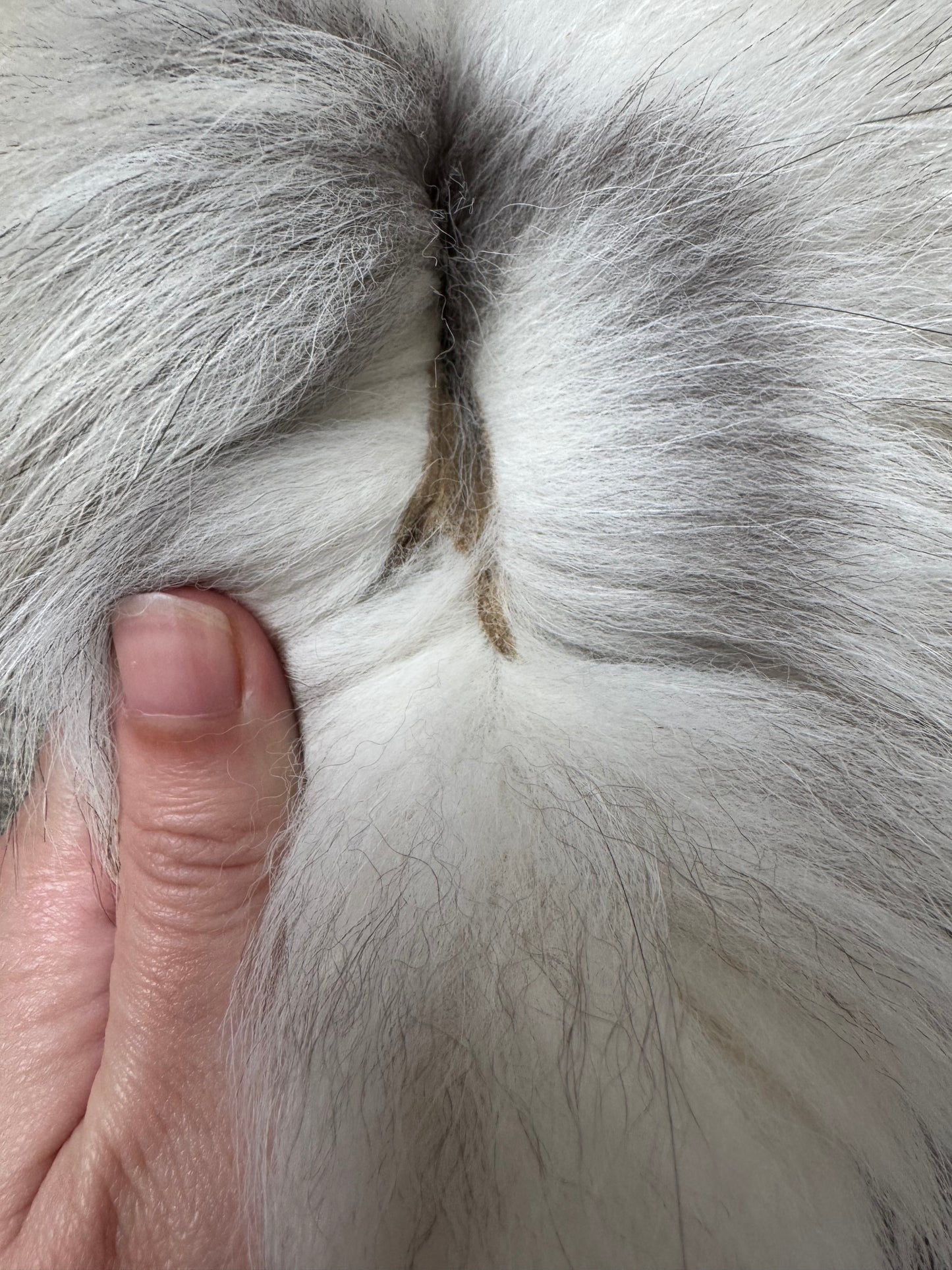 Fawn Light fox pelt (4)