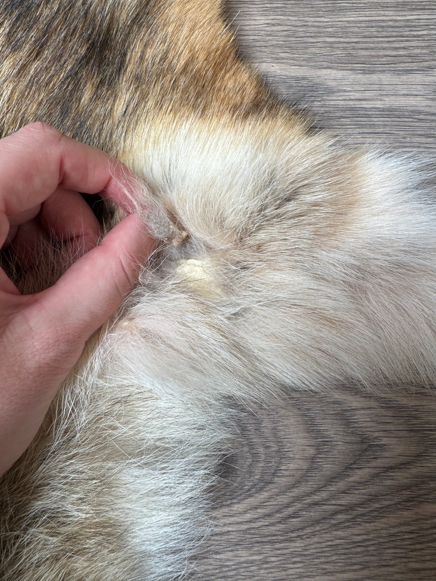 Coyote pelt (3)