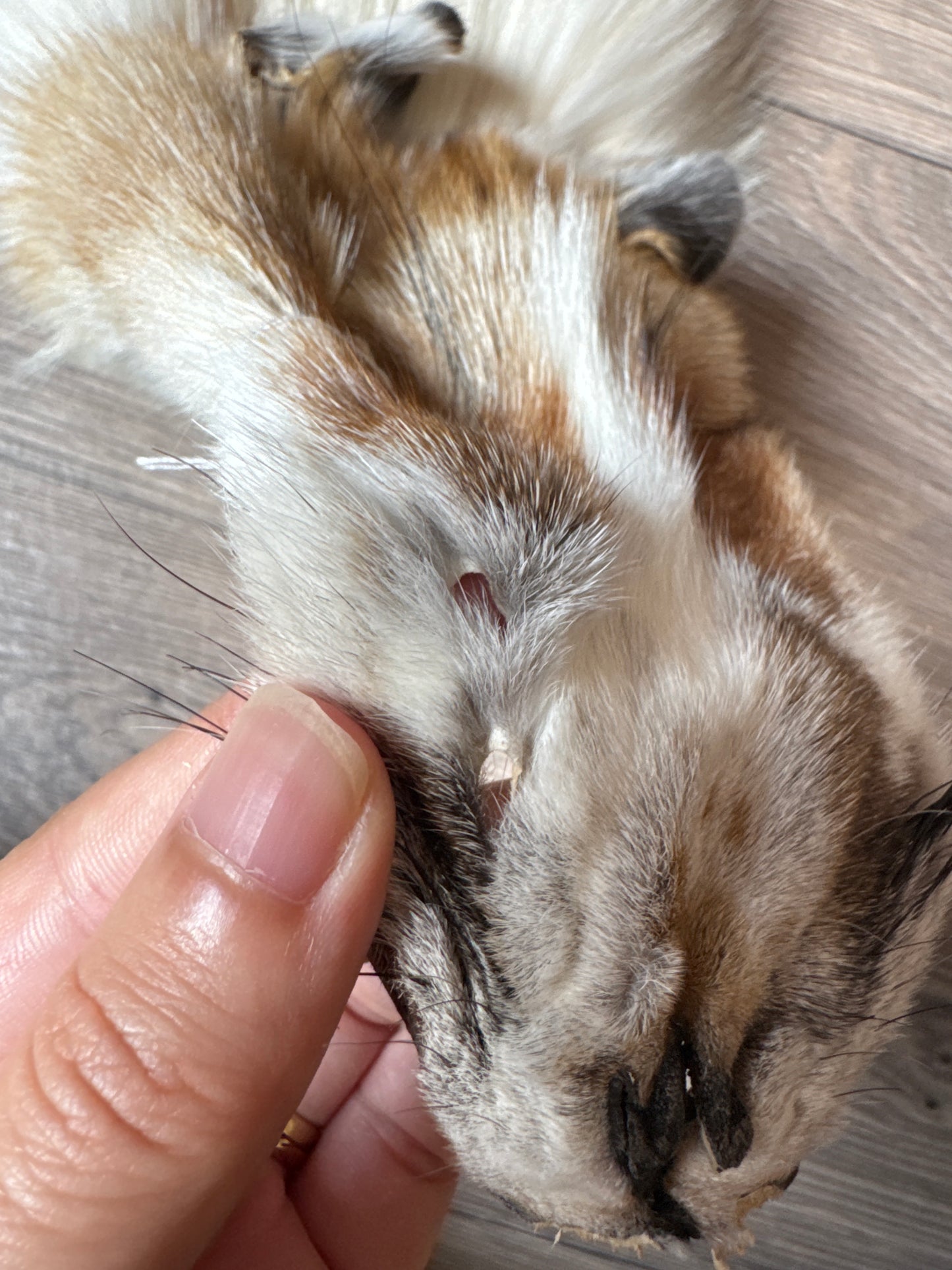 Sun Glow fox pelt (12)