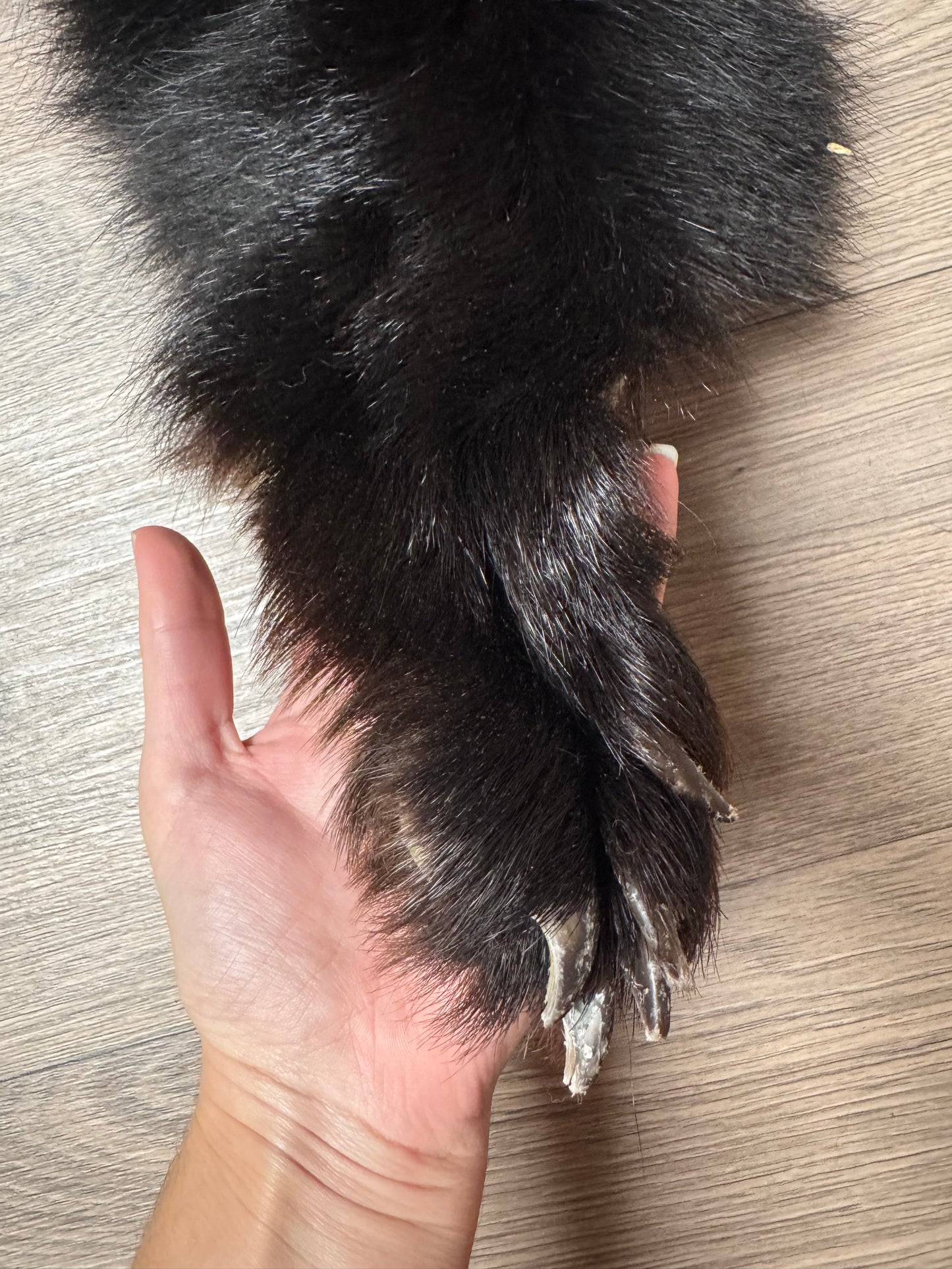 Black bear hide (2)