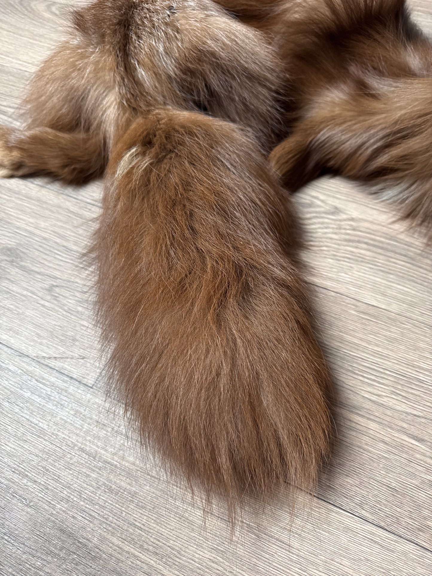 Burgundy fox pelt (3)