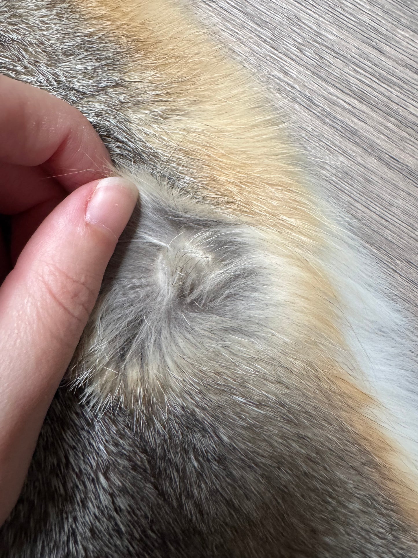 Swift fox pelt (5)