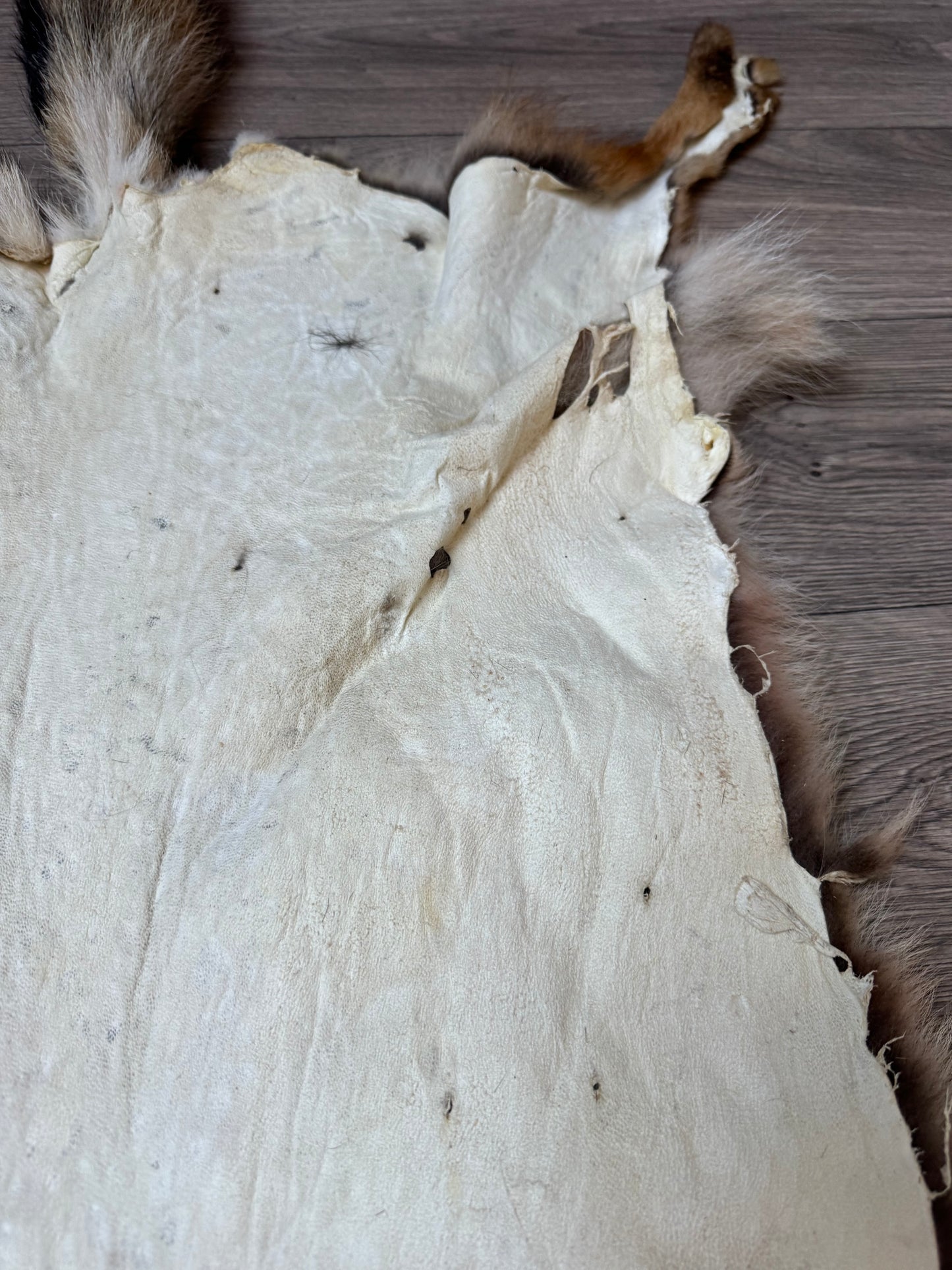 Coyote pelt (6)